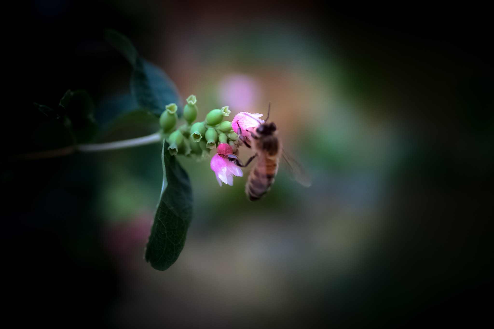 Fujifilm X-Pro1 + Fujifilm XF 60mm F2.4 R Macro sample photo. Jardin photography