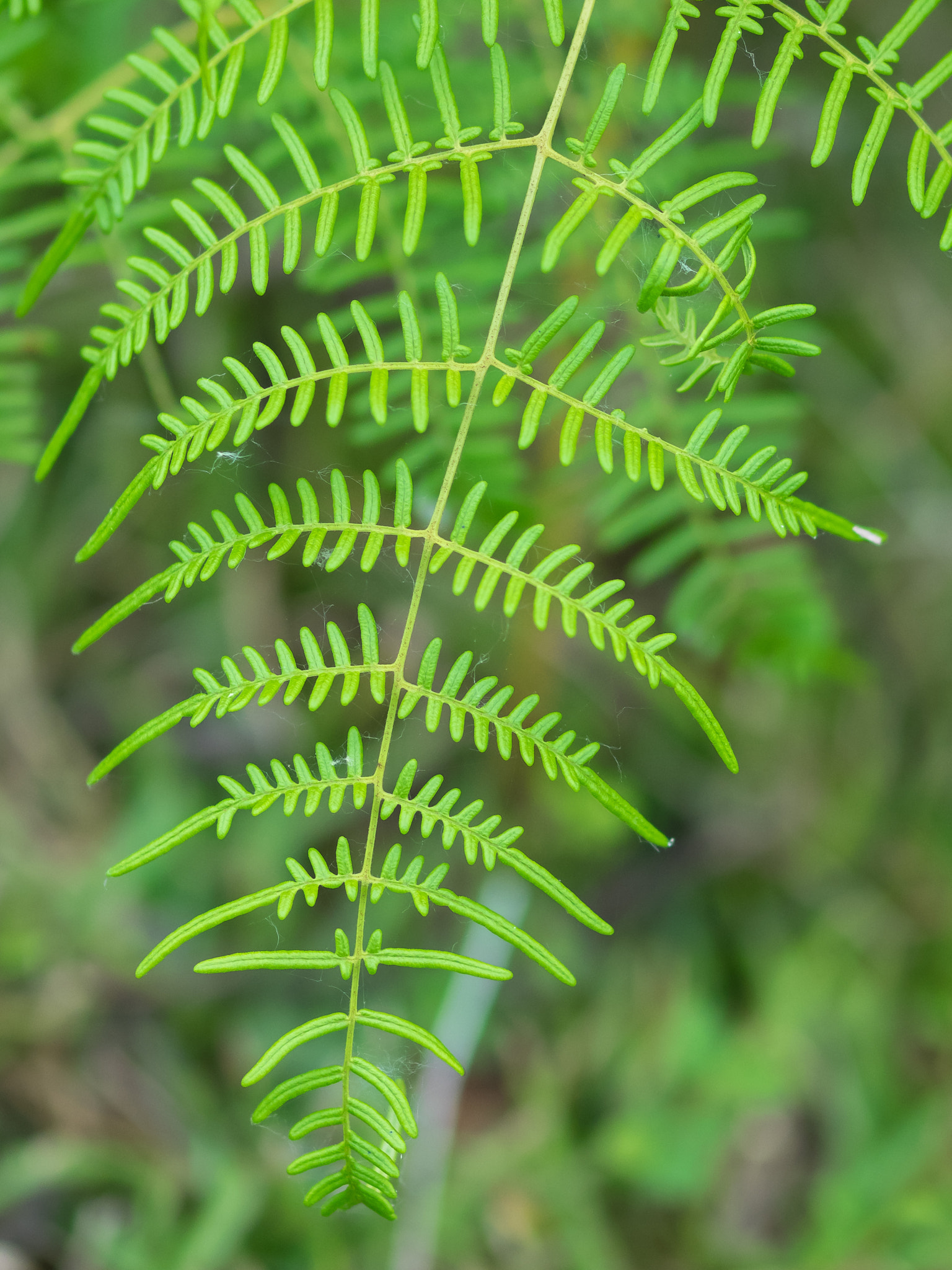 Olympus OM-D E-M1 + OLYMPUS 50mm Lens sample photo. Bracken fern (pteridium aquilinum) photography