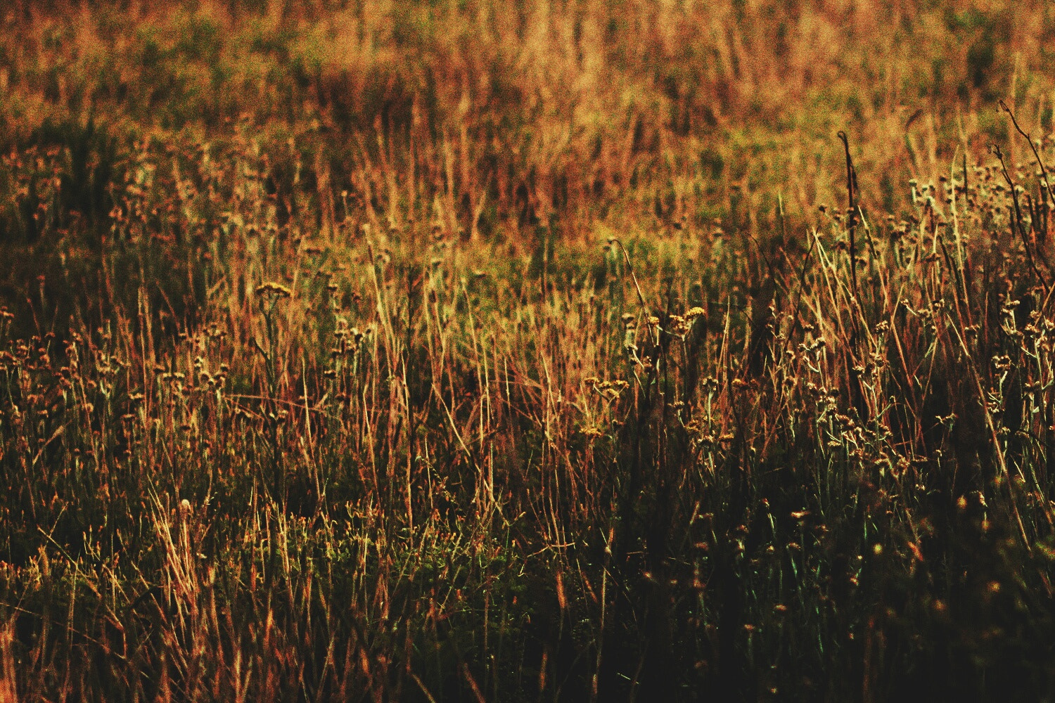 Canon EF 35-80mm f/4-5.6 sample photo. Evening photography