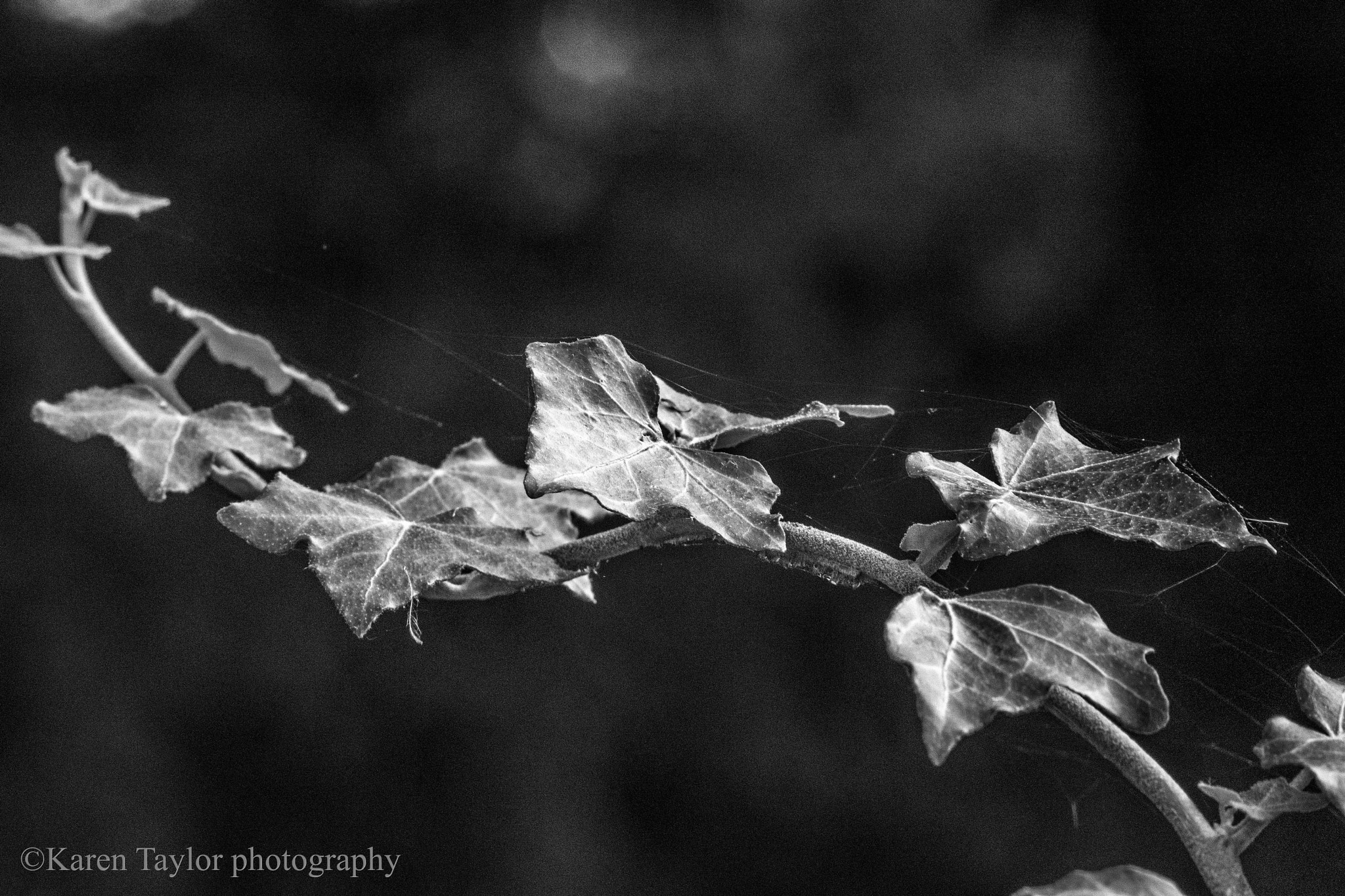 Sigma 70-300mm F4-5.6 APO DG Macro sample photo. Ivy and cobwebs photography