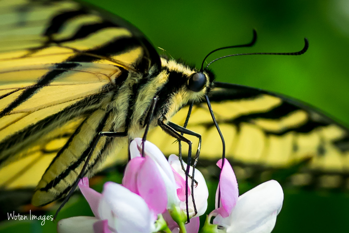 Nikon AF-S Nikkor 70-200mm F2.8G ED VR II sample photo