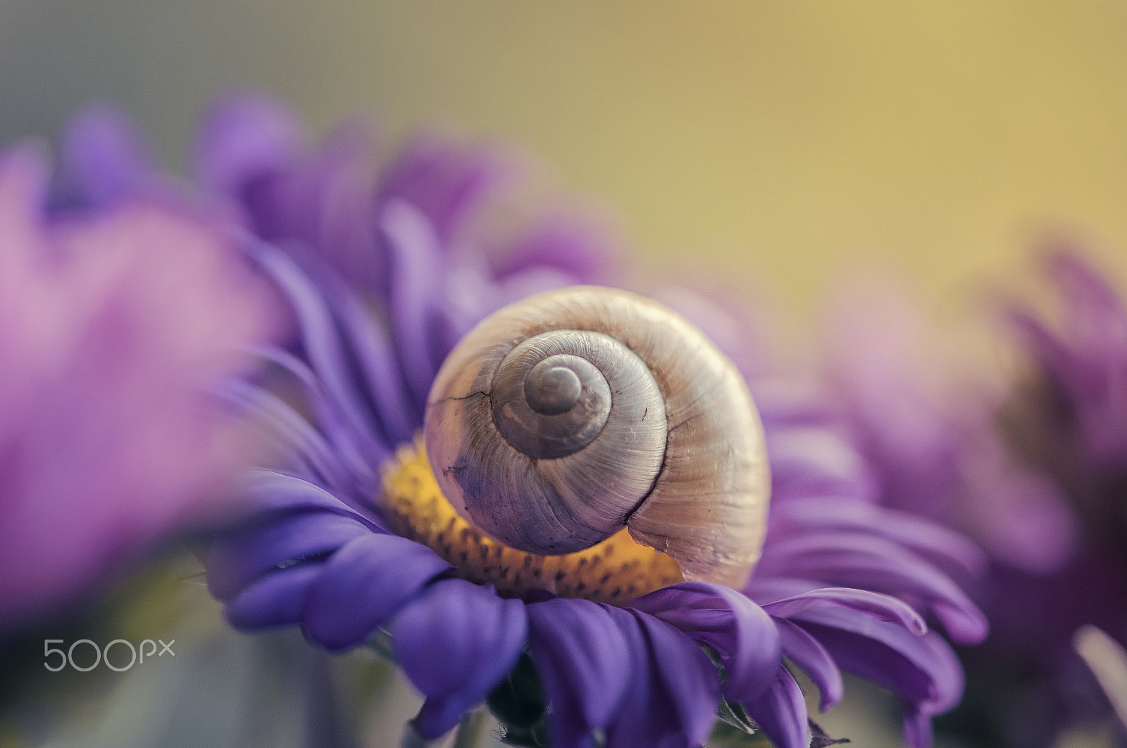 Sigma 105mm F2.8 EX DG OS HSM sample photo. Lullaby for the snail photography