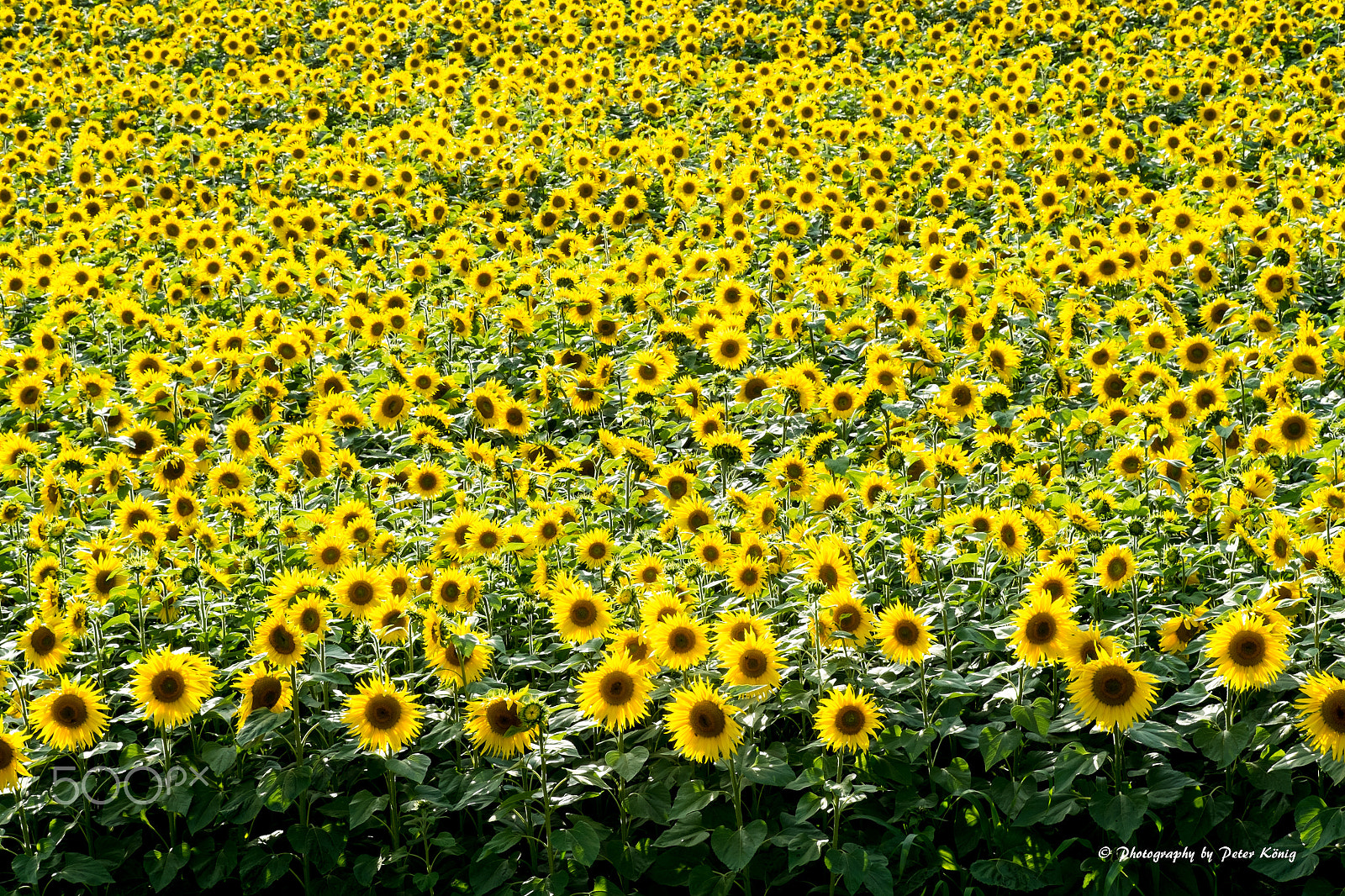 Fujifilm X-Pro1 + Fujifilm XF 60mm F2.4 R Macro sample photo. Sunflowers photography