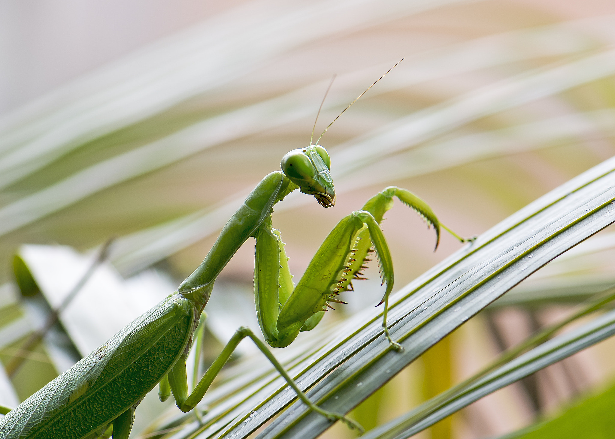 Nikon D5 sample photo. Mantis photography