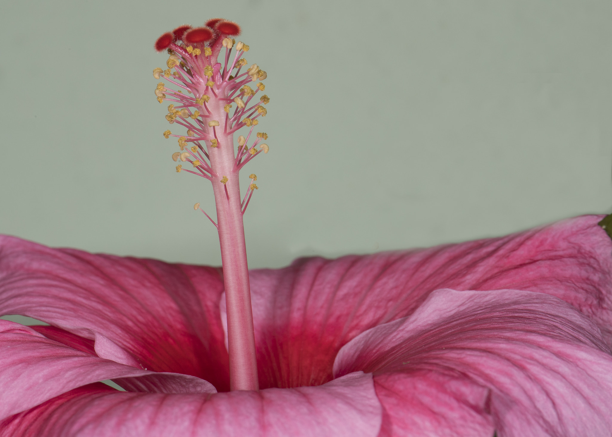 Nikon D5 sample photo. Hibiscus photography