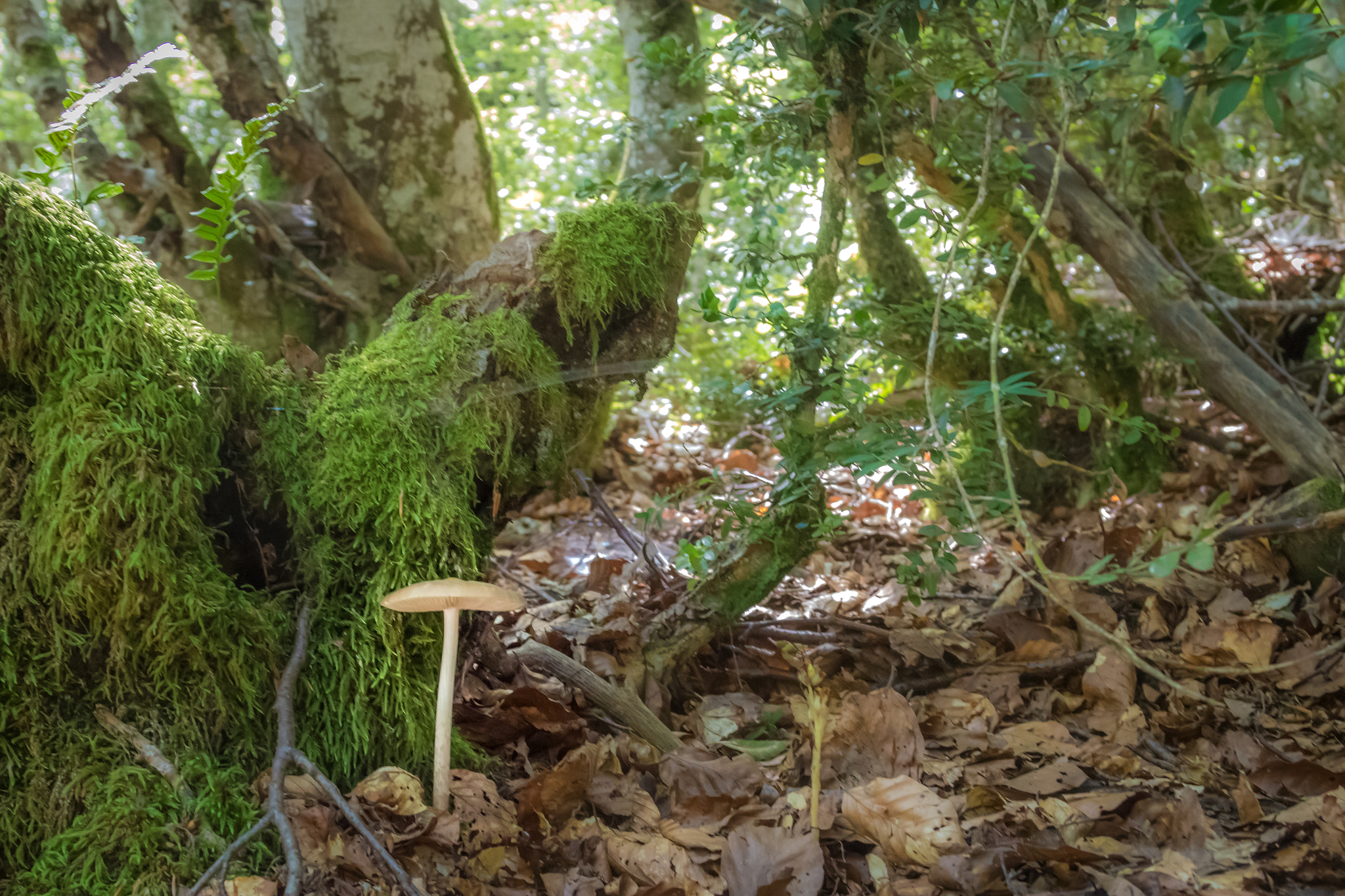 Canon EF 24-85mm F3.5-4.5 USM sample photo. Mushroom photography