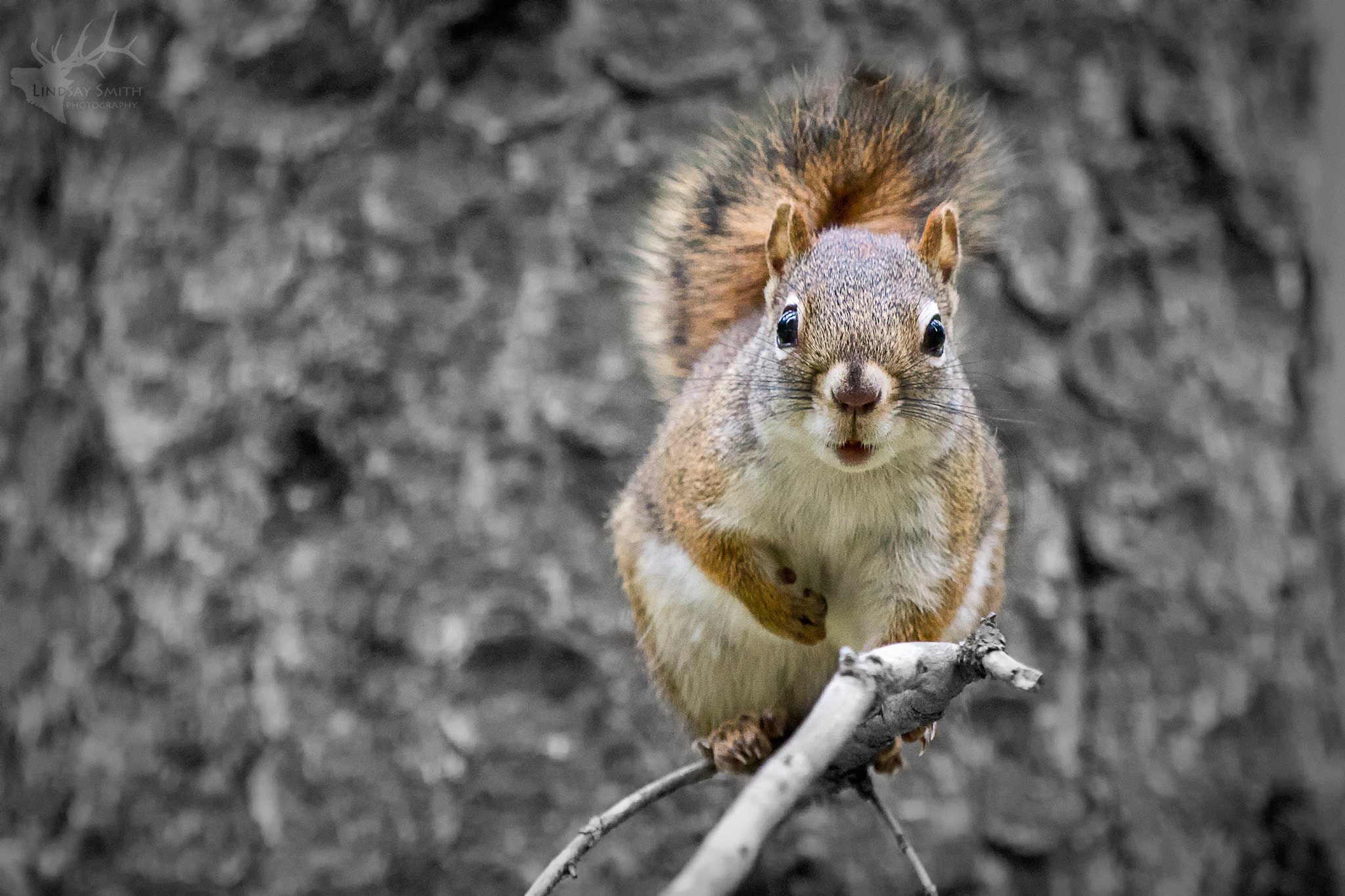 Canon EF 70-200mm F2.8L IS II USM sample photo. Squirrel photography