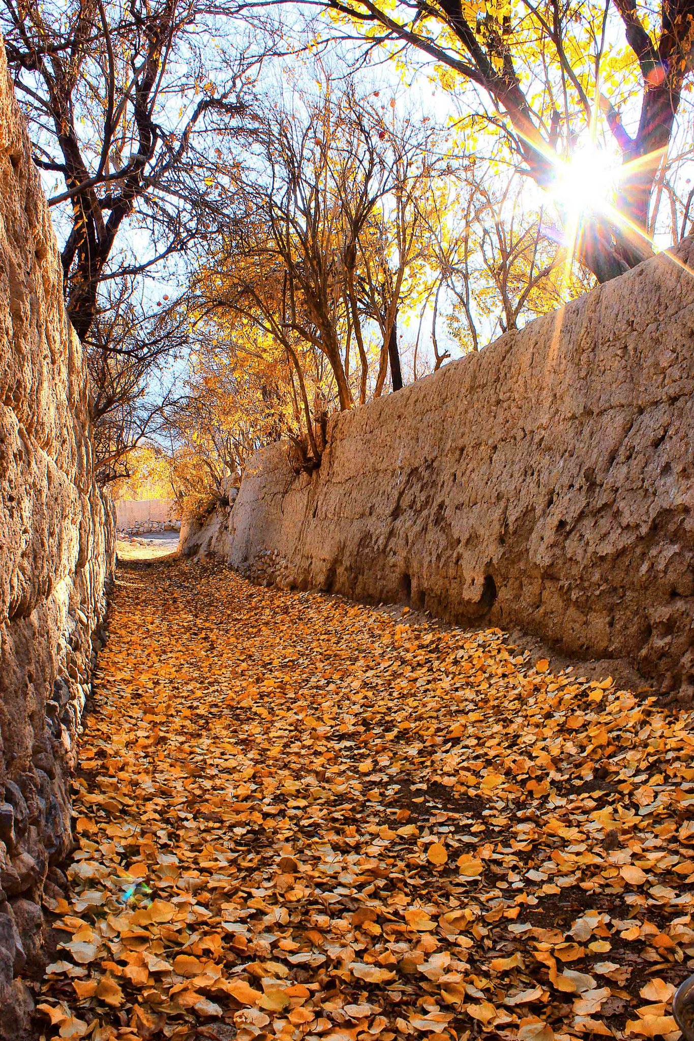 Canon EOS 550D (EOS Rebel T2i / EOS Kiss X4) sample photo. Fall photography