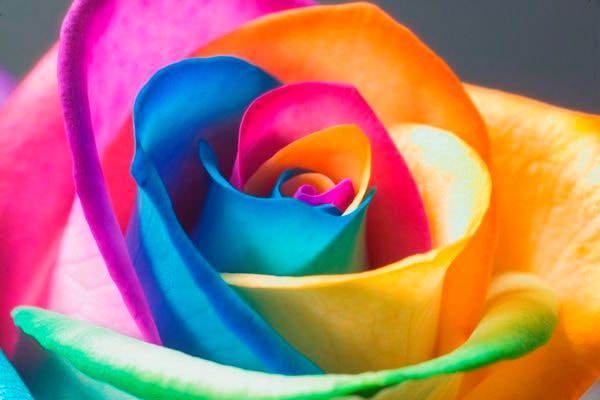 Kodak DCS Pro 14N sample photo. Rainbow flowers pictures photography