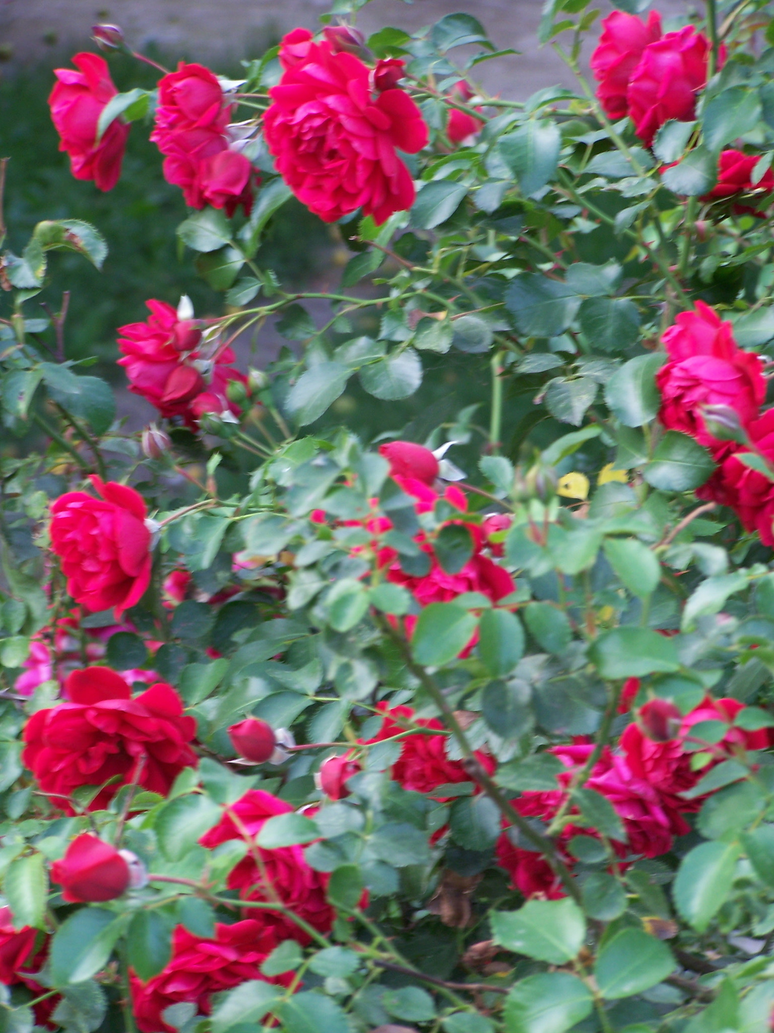 Kodak DX7590 ZOOM DIGITAL CAMERA sample photo. Scent and colour photography
