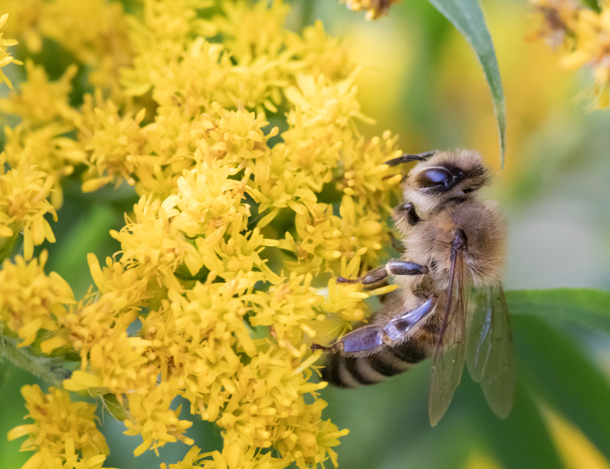 Canon EOS 80D + Canon EF 100mm F2.8L Macro IS USM sample photo. Apis mellifera photography