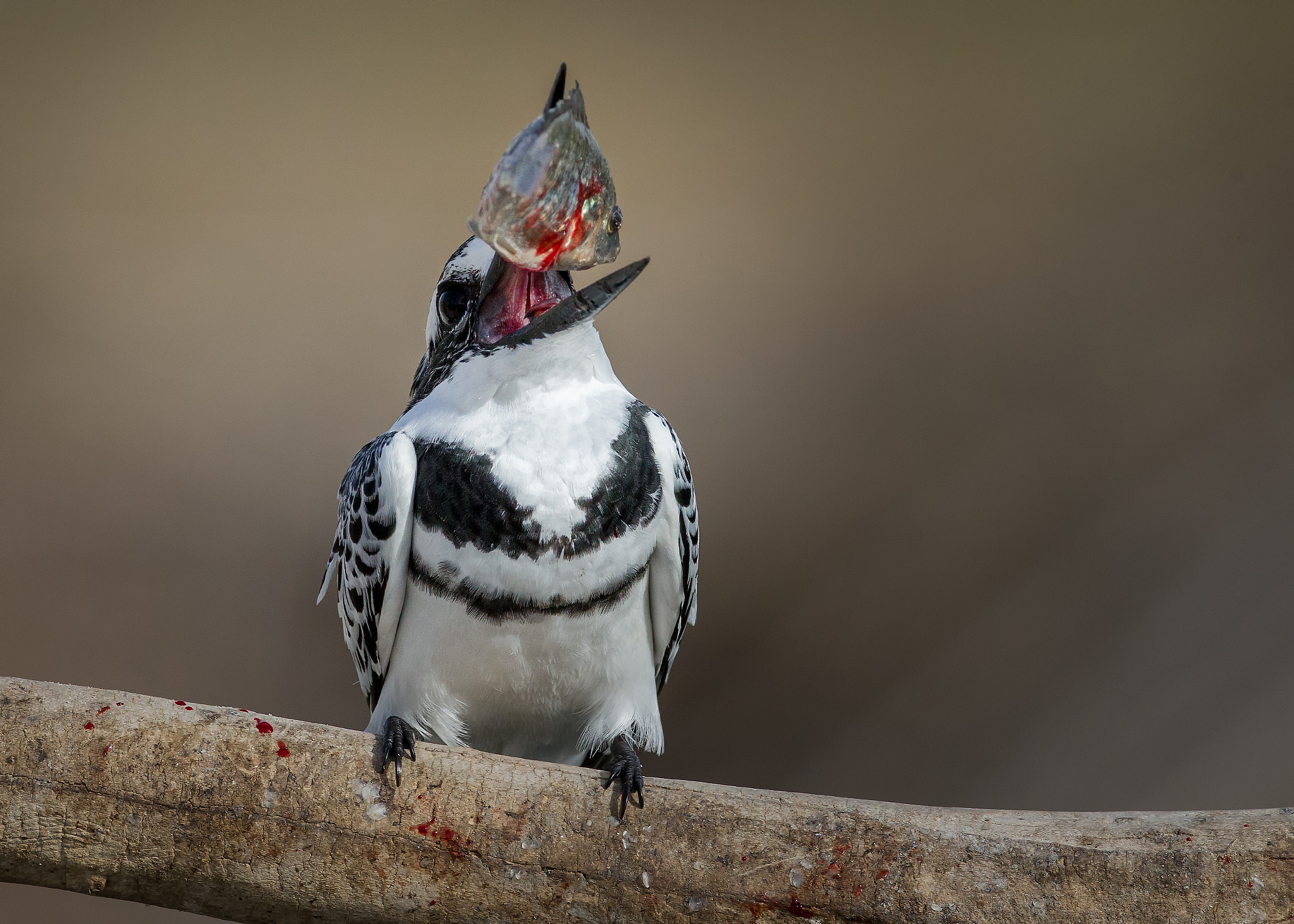 Canon EF 800mm F5.6L IS USM sample photo. Pied kingfisher photography