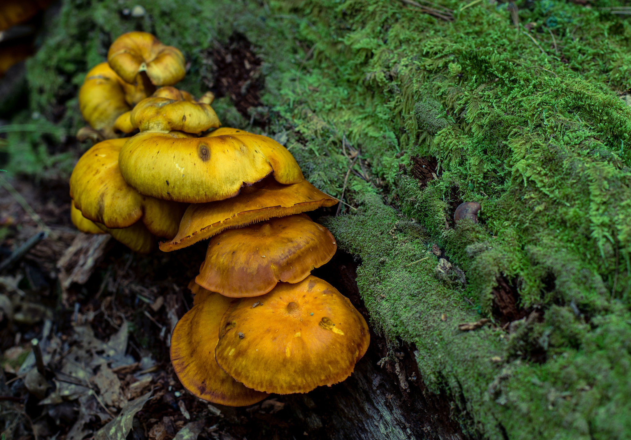 Pentax K-50 + Pentax smc DA* 55mm F1.4 SDM sample photo. Shrooms photography
