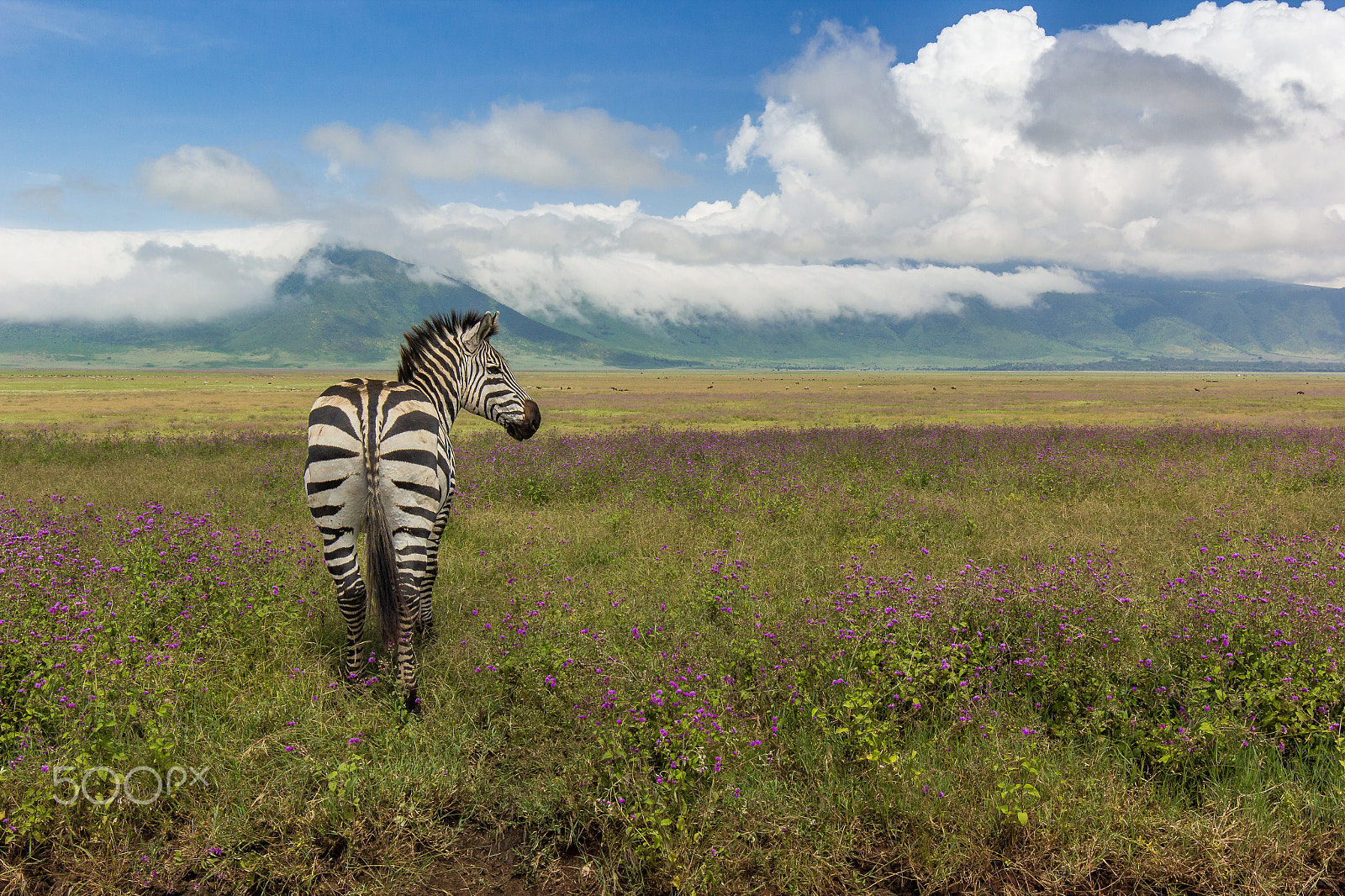 Canon EOS 60D + Canon EF 16-35mm F4L IS USM sample photo. Ngorongoro photography