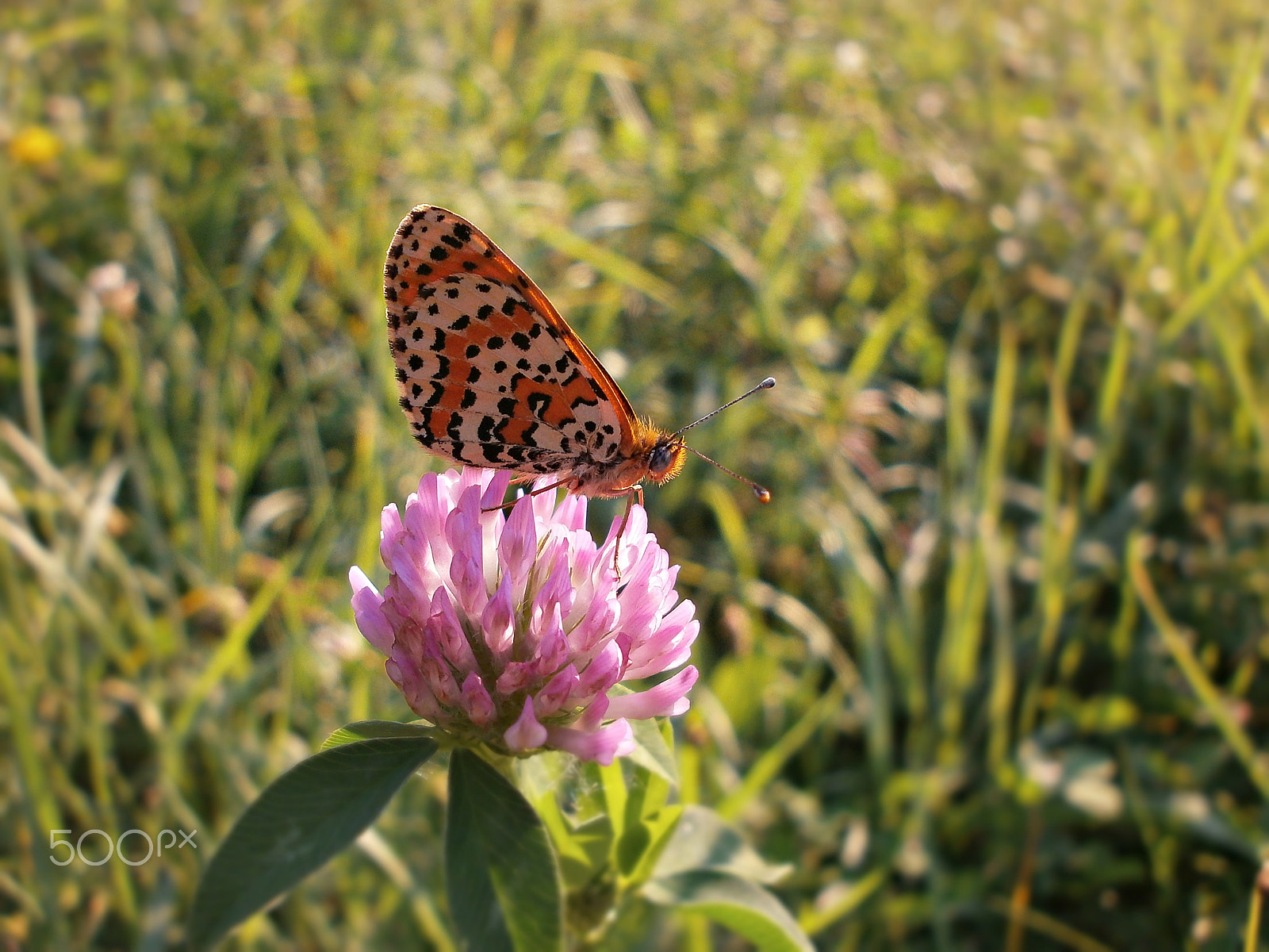 Olympus VG110,D700 sample photo. Butterfly 5 photography