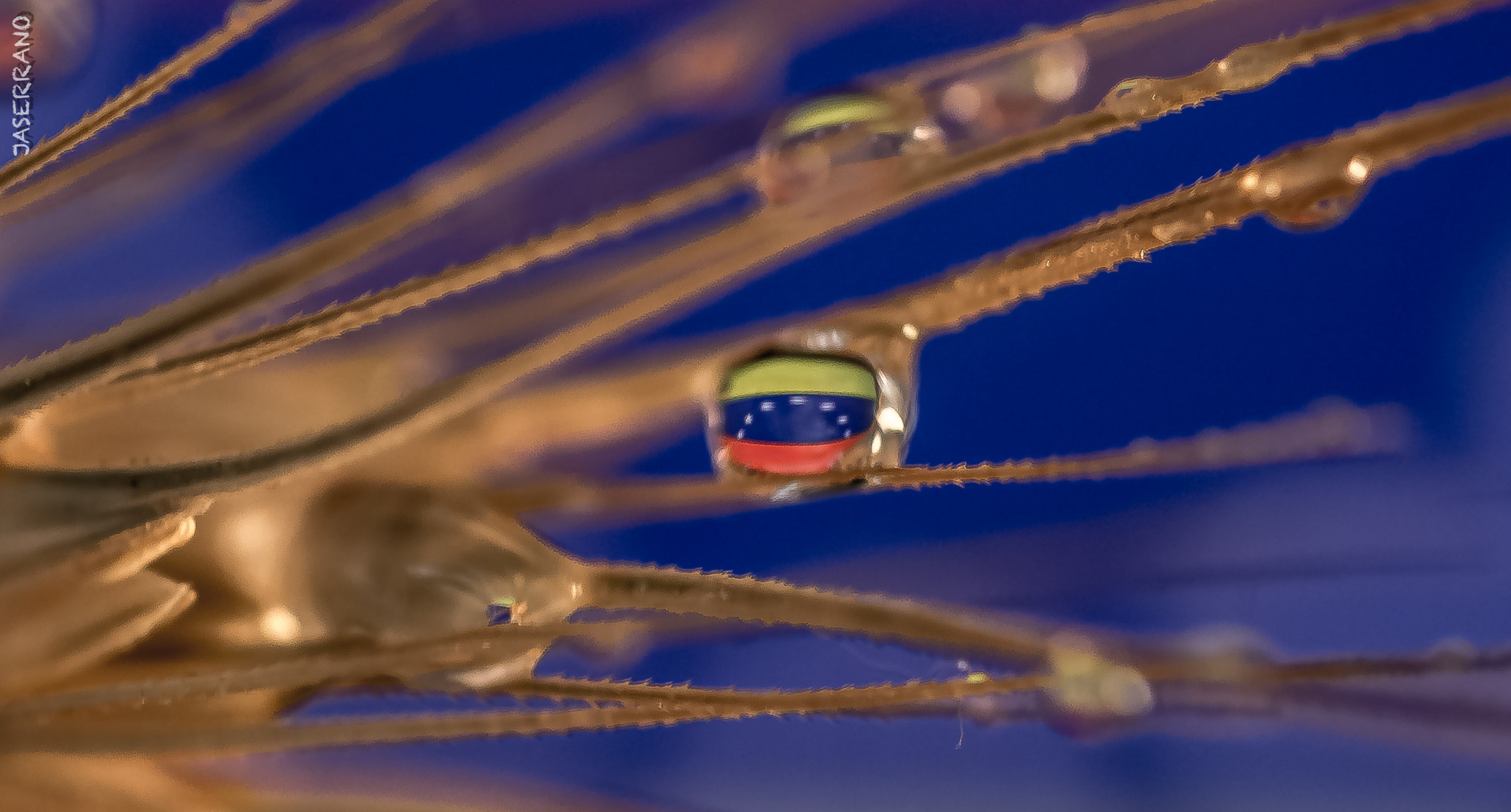 Canon EF 100mm F2.8L Macro IS USM sample photo. Venezuela  in a drop photography