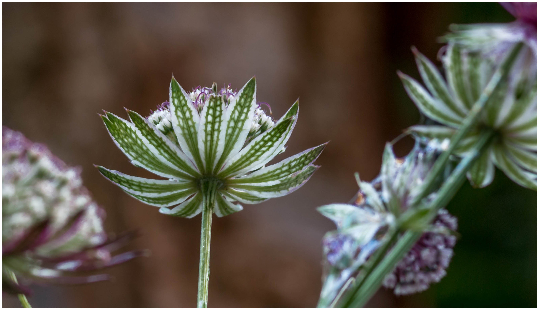 Sigma 105mm F2.8 EX DG Macro sample photo. If you just want to see photography