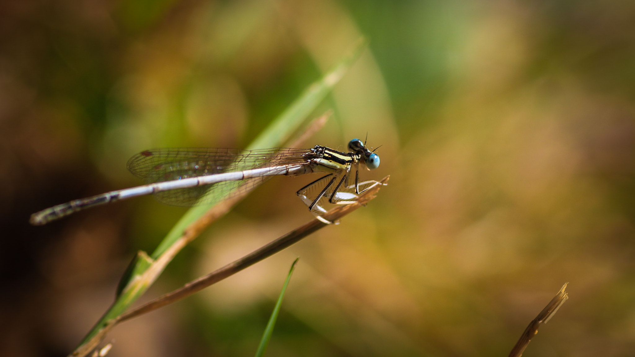 Canon EOS 700D (EOS Rebel T5i / EOS Kiss X7i) + Tamron SP AF 90mm F2.8 Di Macro sample photo. Nap time photography