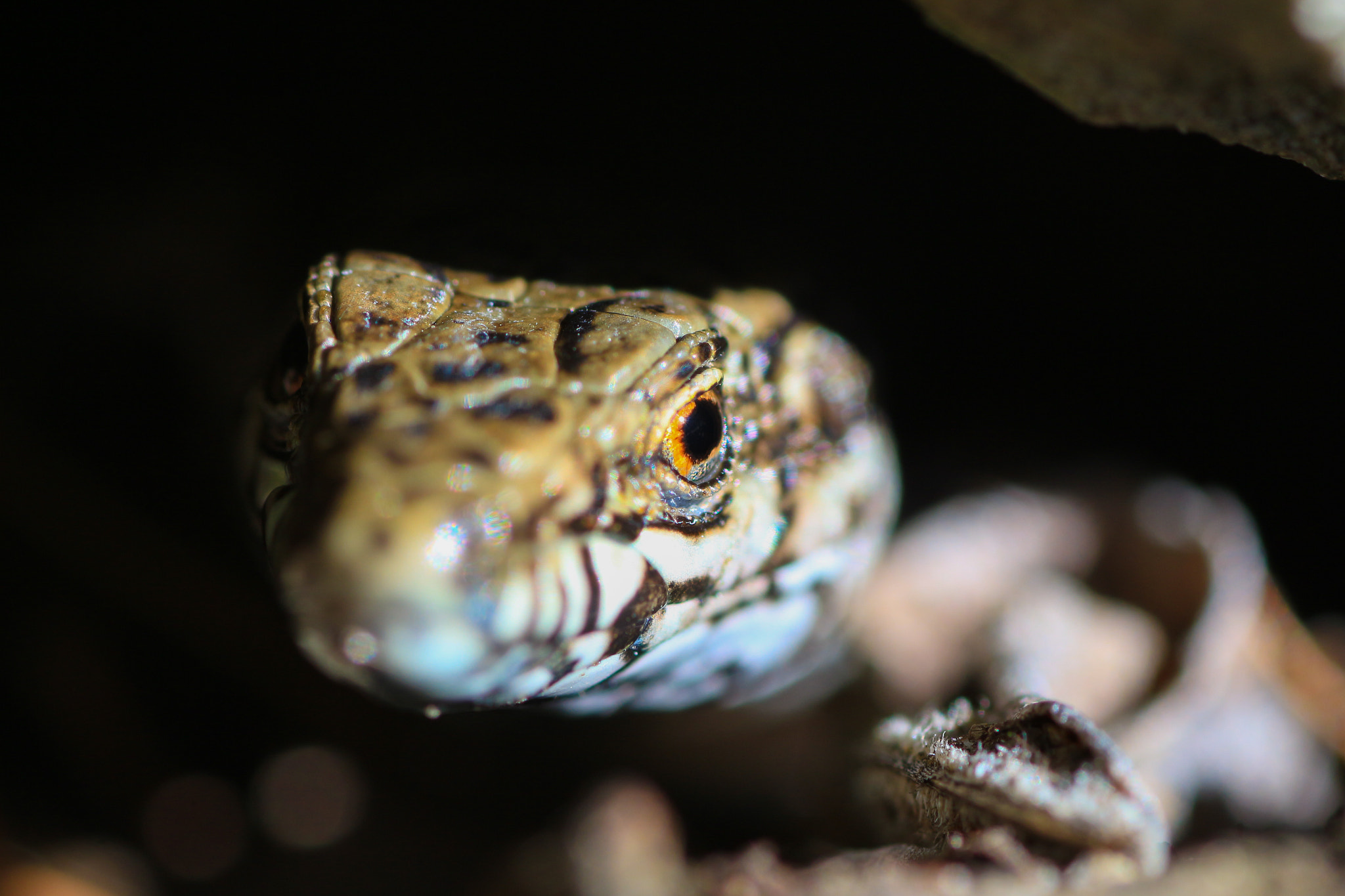 Canon EOS 700D (EOS Rebel T5i / EOS Kiss X7i) + Tamron SP AF 90mm F2.8 Di Macro sample photo. I'm watching you photography