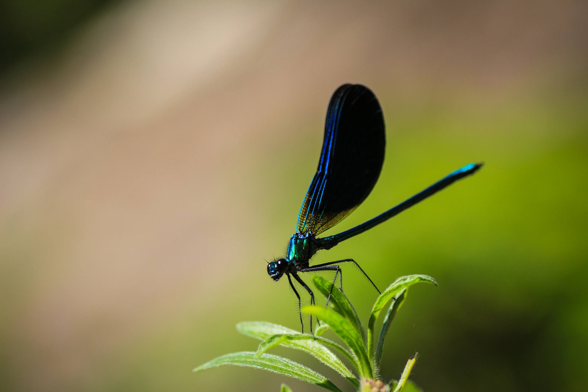 Canon EOS 700D (EOS Rebel T5i / EOS Kiss X7i) + Tamron SP AF 90mm F2.8 Di Macro sample photo. Blue cragonfly photography