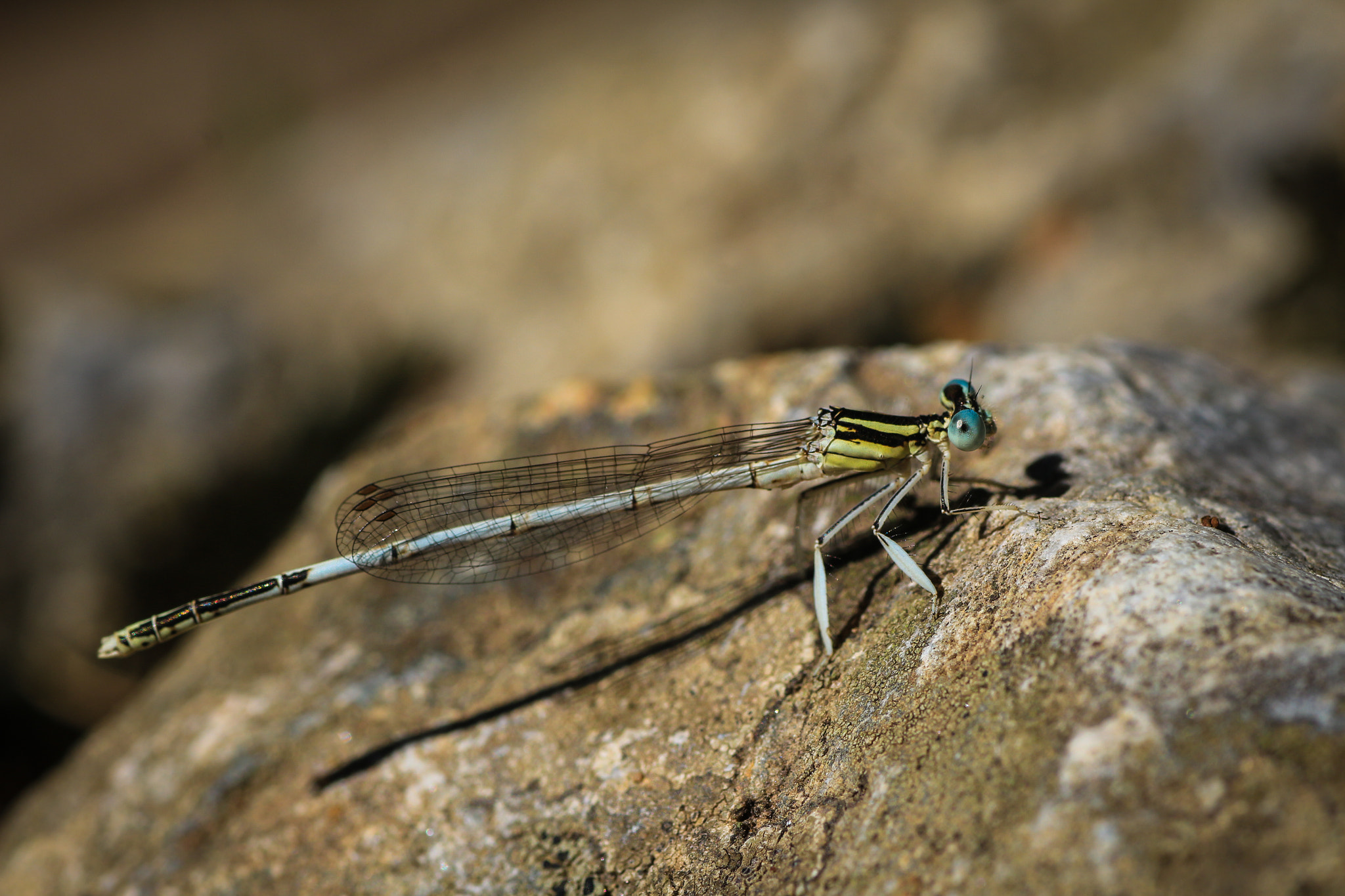 Canon EOS 700D (EOS Rebel T5i / EOS Kiss X7i) + Tamron SP AF 90mm F2.8 Di Macro sample photo. Dragonfly photography