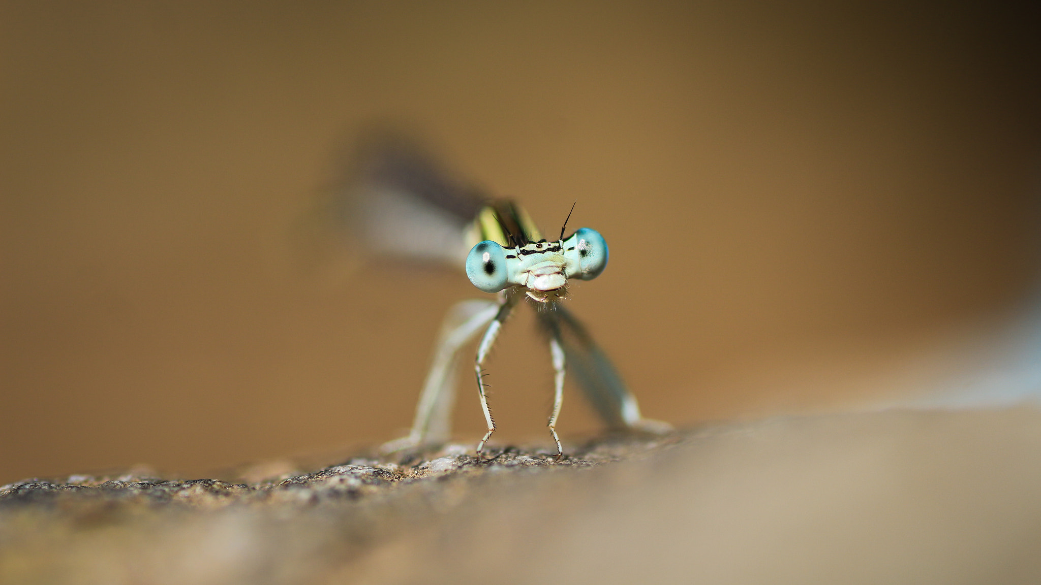 Canon EOS 700D (EOS Rebel T5i / EOS Kiss X7i) + Tamron SP AF 90mm F2.8 Di Macro sample photo. Big eyes photography