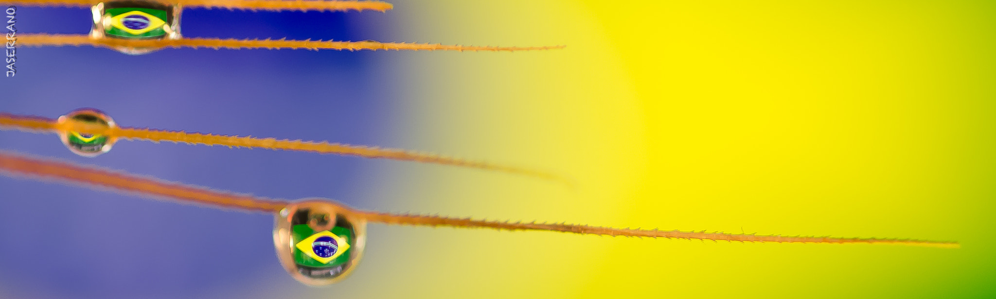 Canon EF 100mm F2.8L Macro IS USM sample photo. Brasil in a drop  photography