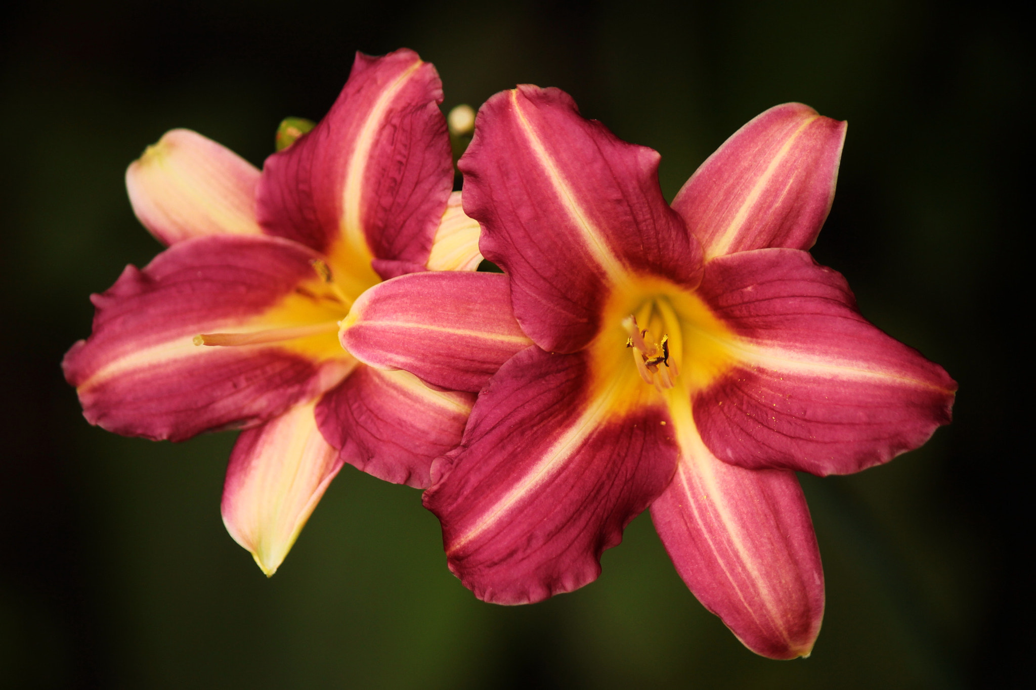 Canon EF-S 55-250mm F4-5.6 IS II sample photo. Twins photography