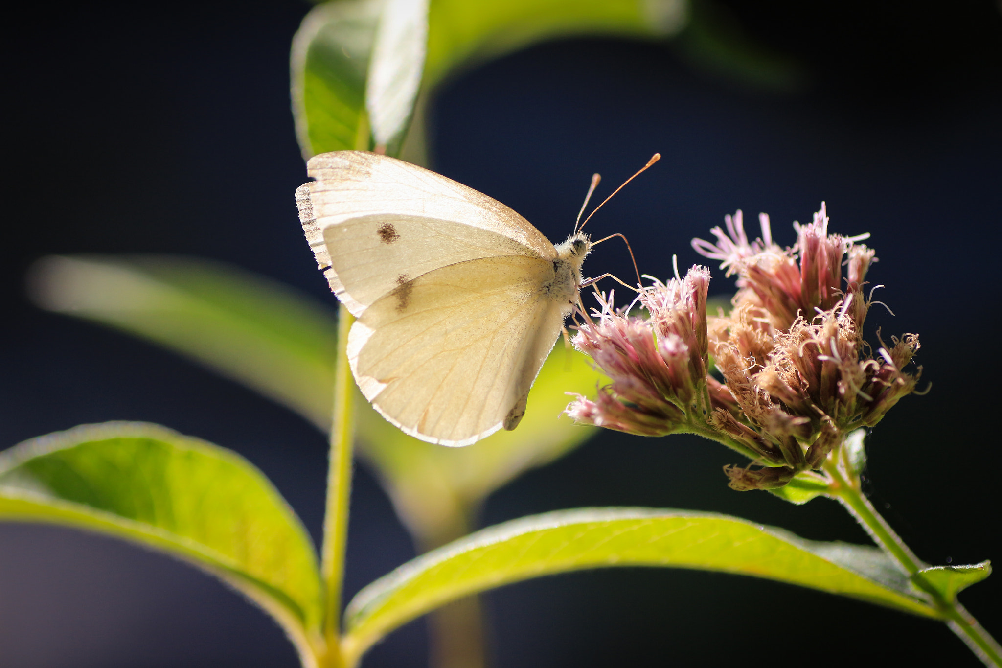 Canon EOS 700D (EOS Rebel T5i / EOS Kiss X7i) + Tamron SP AF 90mm F2.8 Di Macro sample photo. White butterfly photography