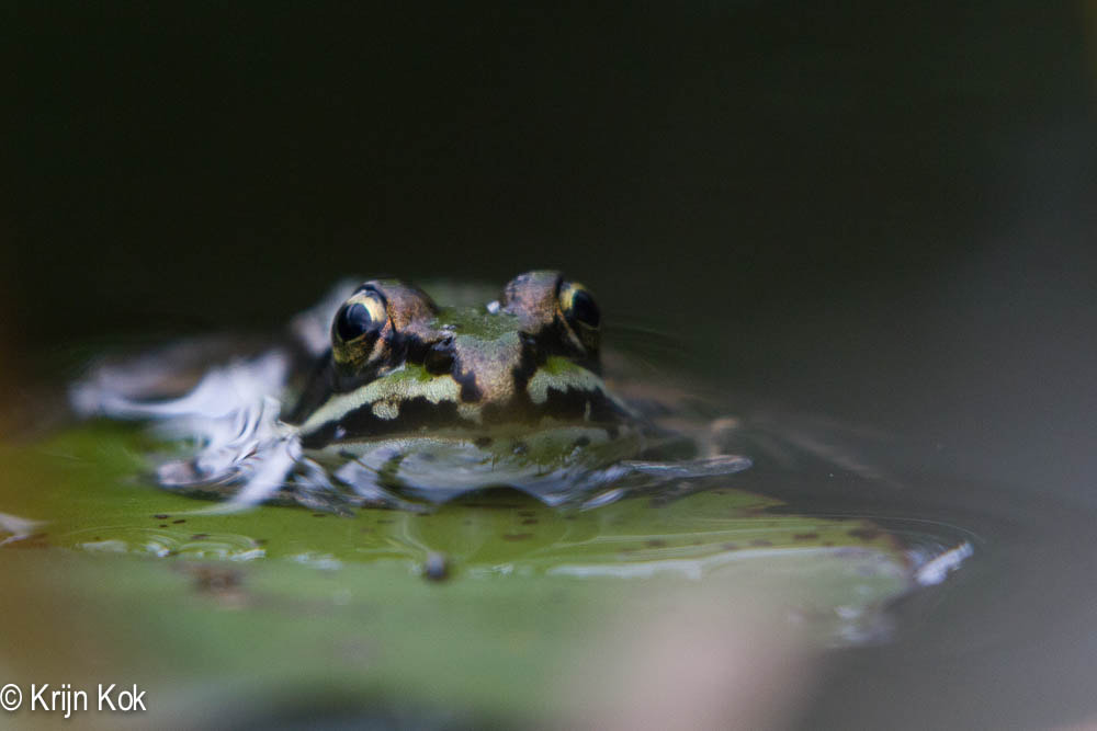 Canon EF 70-200mm F2.8L IS USM sample photo. Pool frog (pelophylax lesson) photography