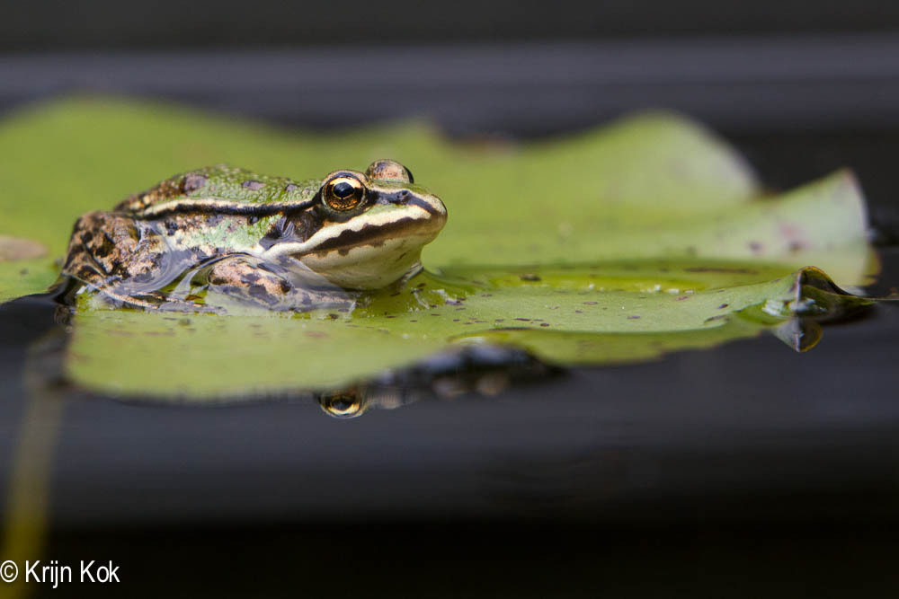 Canon EF 70-200mm F2.8L IS USM sample photo. Pool frog (pelophylax lesson) photography