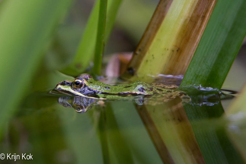 Canon EF 70-200mm F2.8L IS USM sample photo. Pool frog (pelophylax lesson) photography