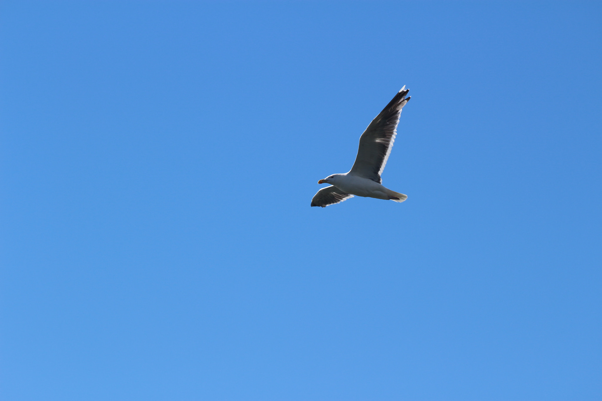 Canon EOS 100D (EOS Rebel SL1 / EOS Kiss X7) + Canon EF 70-300mm F4-5.6 IS USM sample photo. Seagull on a blue sky.jpg photography