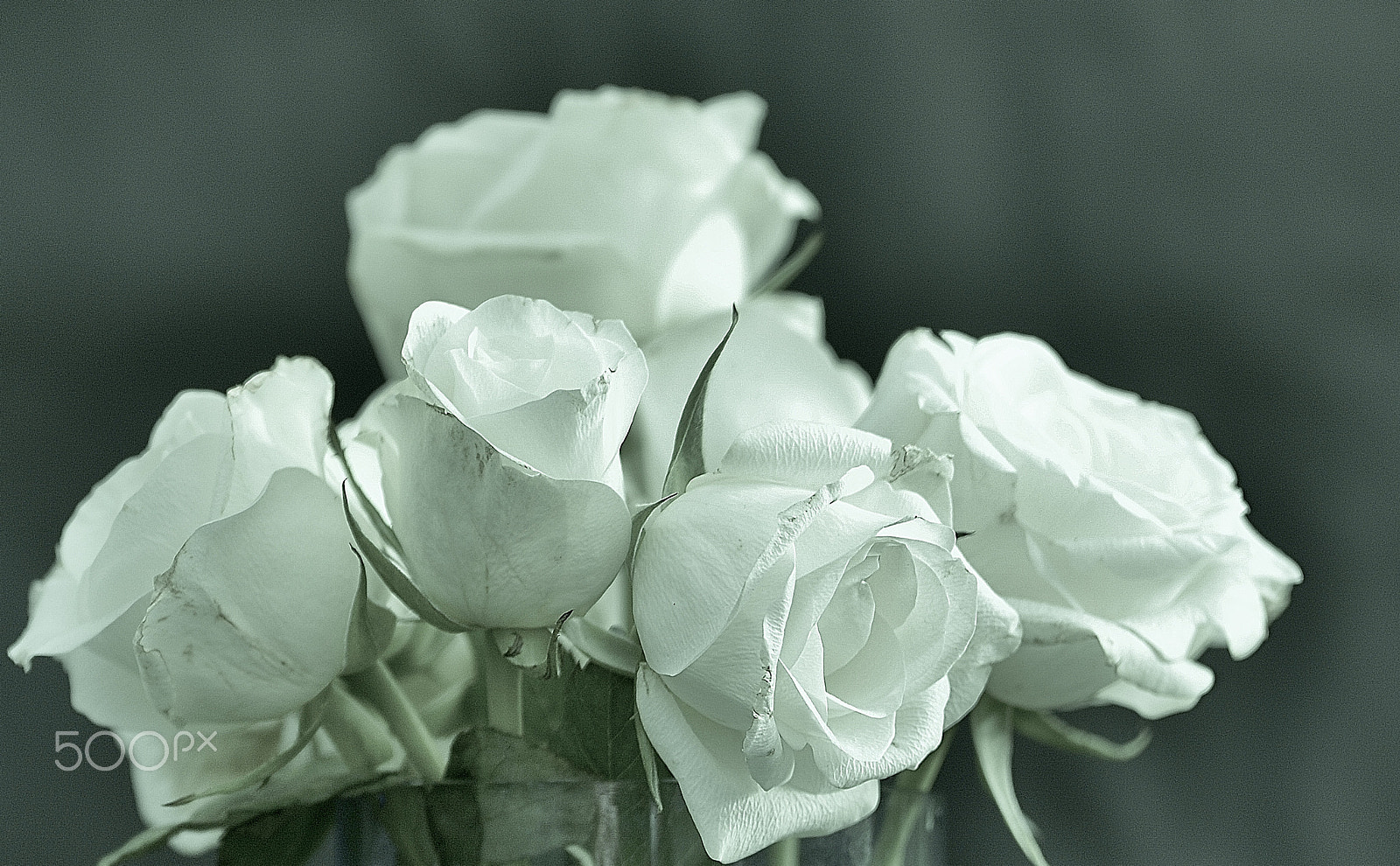 Nikon D7100 + Sigma 50-150mm F2.8 EX APO DC OS HSM sample photo. White roses photography