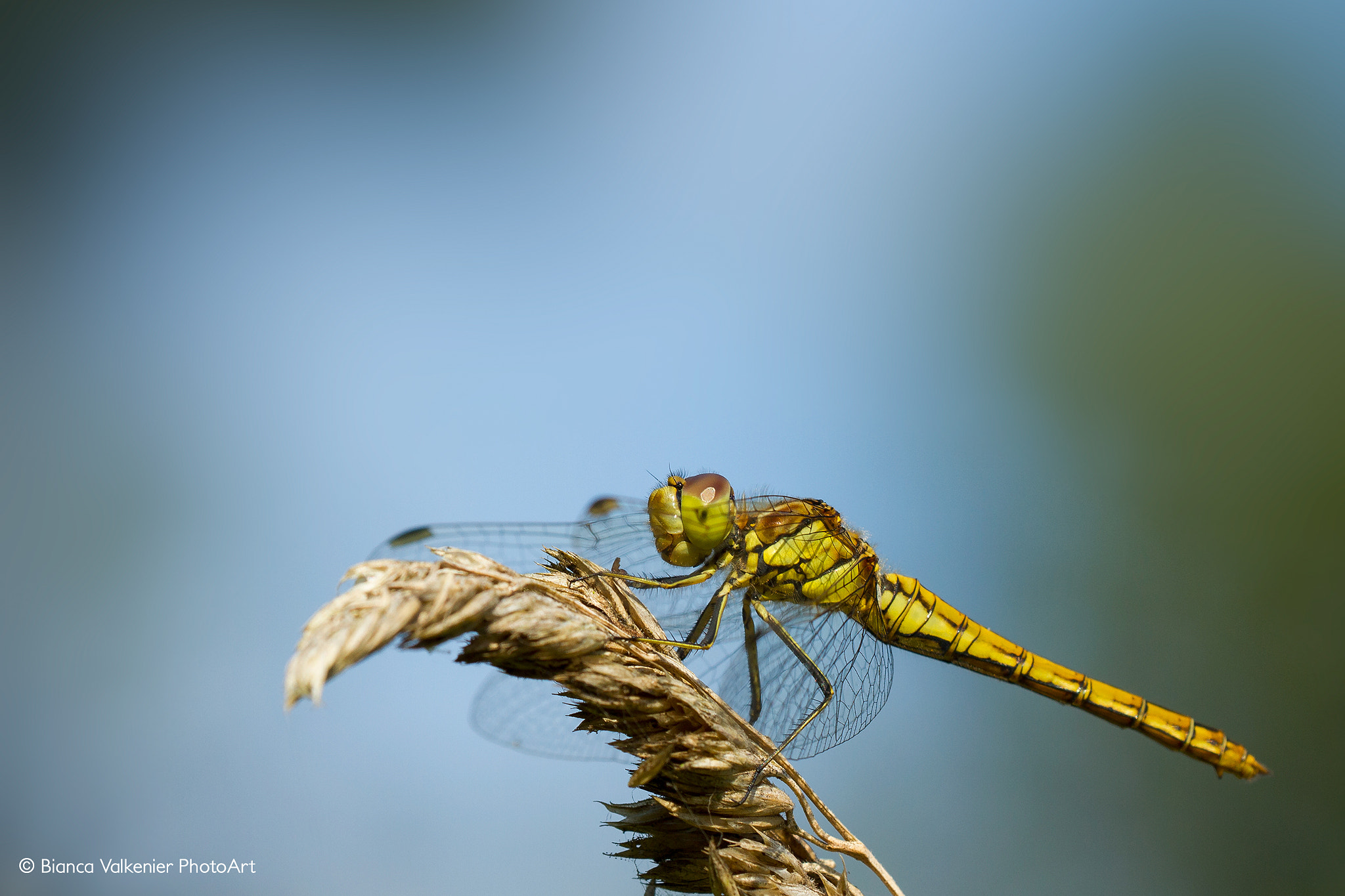 Sigma 150mm f/2.8 EX DG OS HSM APO Macro sample photo. Dragonfly (sympetrum vulgatum) photography