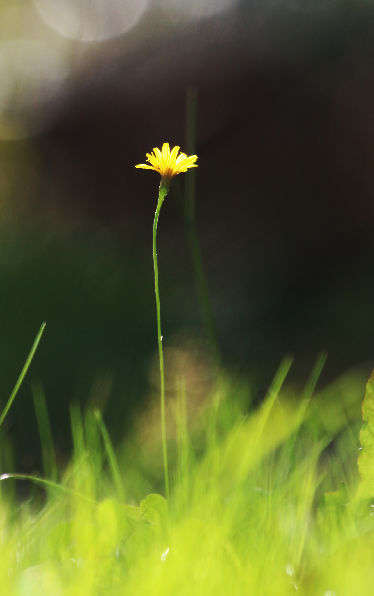 Canon EOS 100D (EOS Rebel SL1 / EOS Kiss X7) sample photo. Happy alone.jpg photography