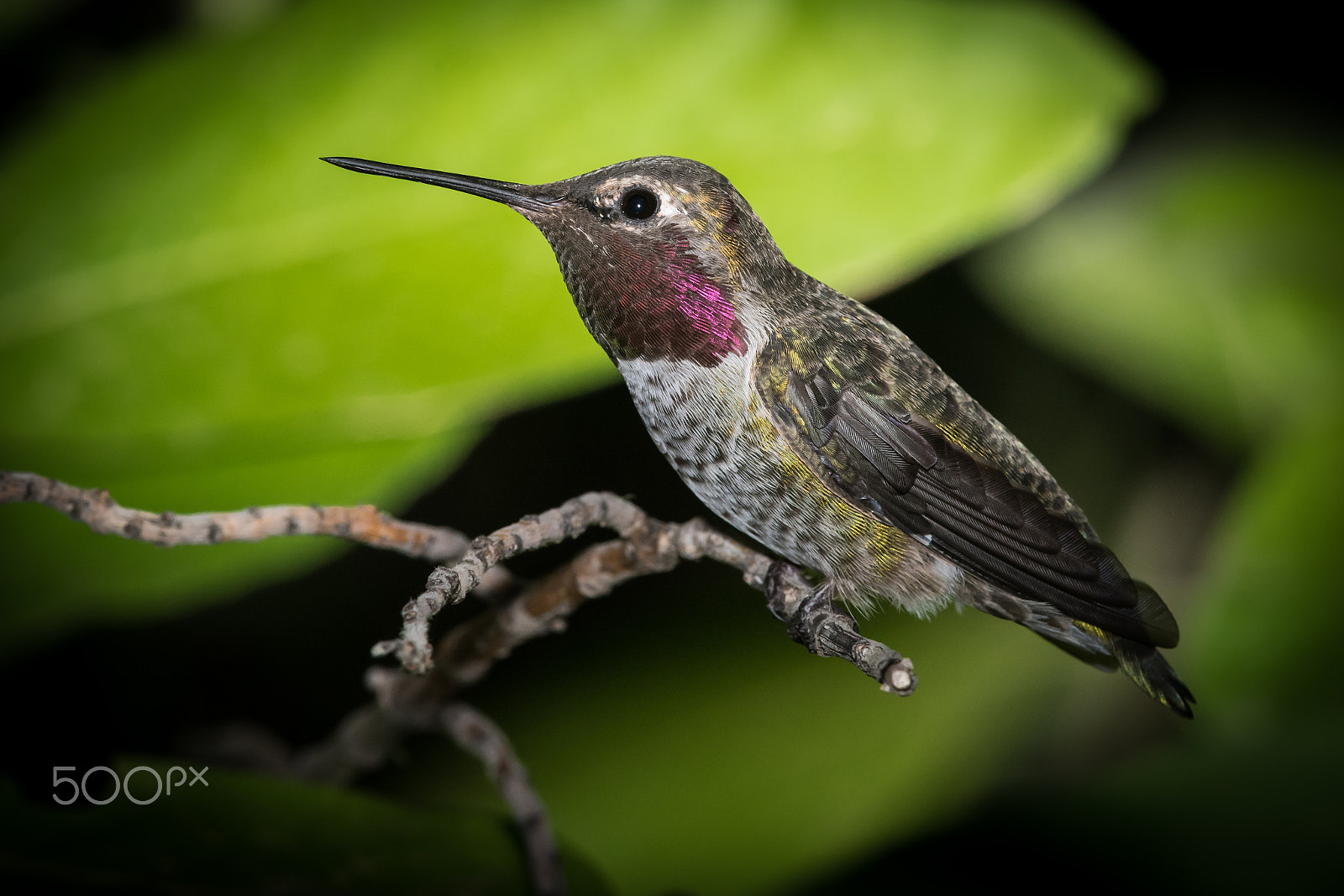Nikon D810 + Nikon AF-S Nikkor 300mm F4D ED-IF sample photo. Anna's hummingbird photography