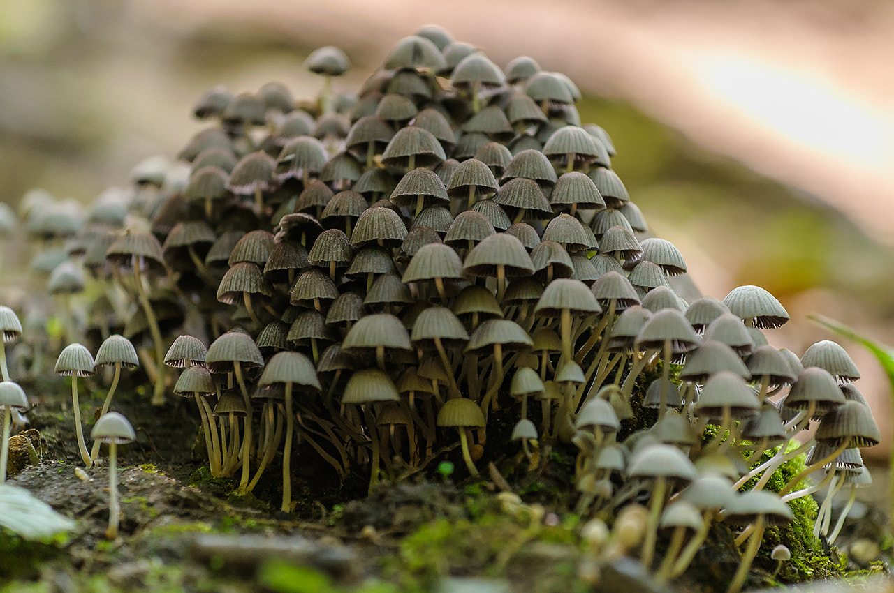 Nikon AF-S Nikkor 70-200mm F4G ED VR sample photo. Mushrooms photography