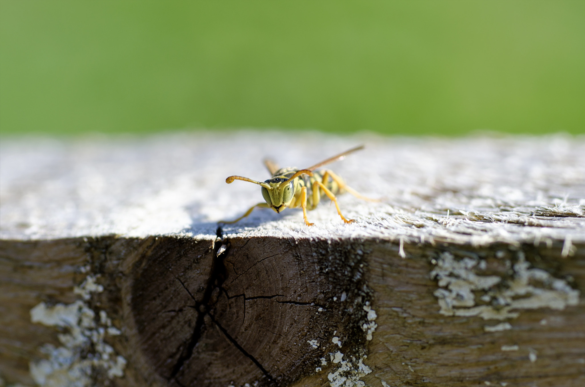 Nikon D5100 + Sigma 70mm F2.8 EX DG Macro sample photo. Flag photography