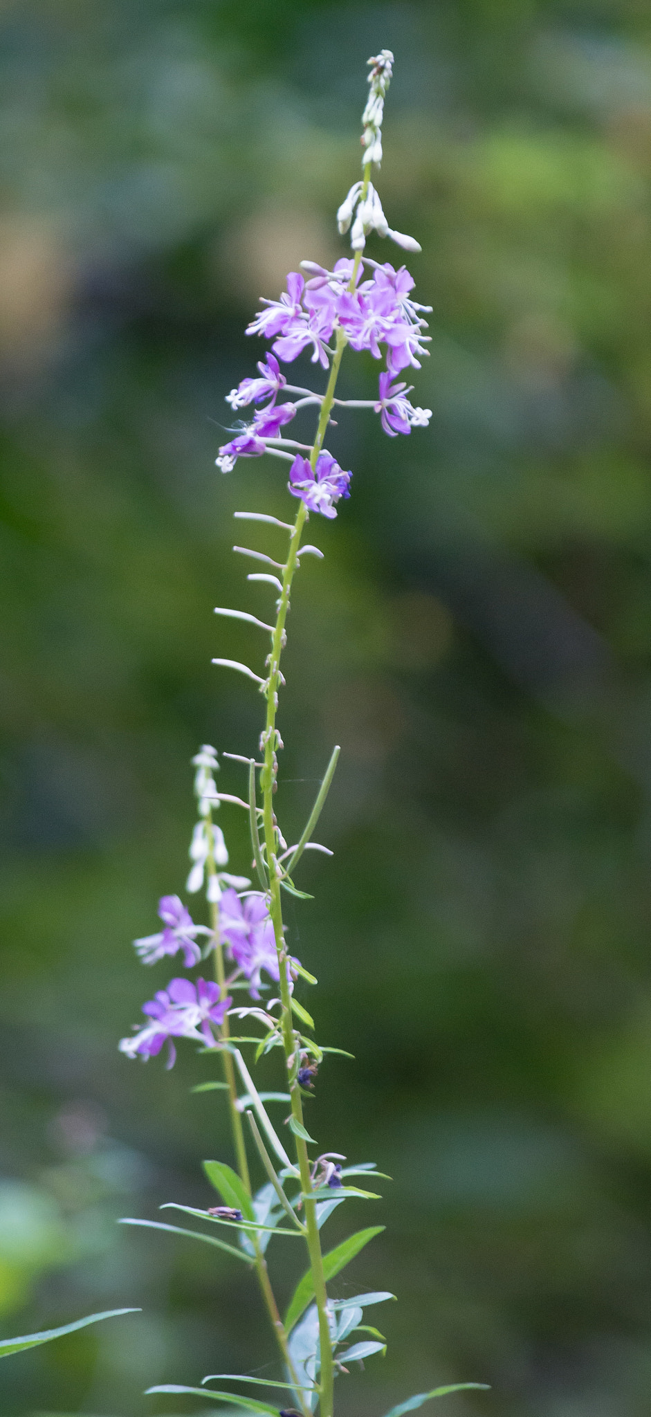 AF-S Zoom-Nikkor 80-200mm f/2.8D IF-ED sample photo. Flowers photography