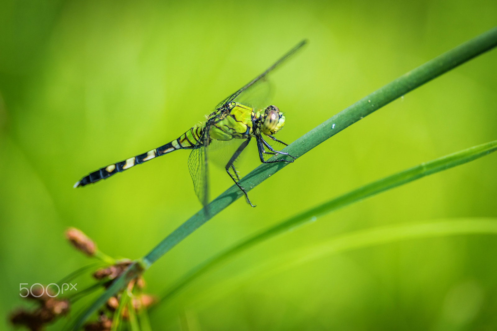 Nikon D800E + Nikon AF-S Nikkor 300mm F4D ED-IF sample photo. Green machine photography