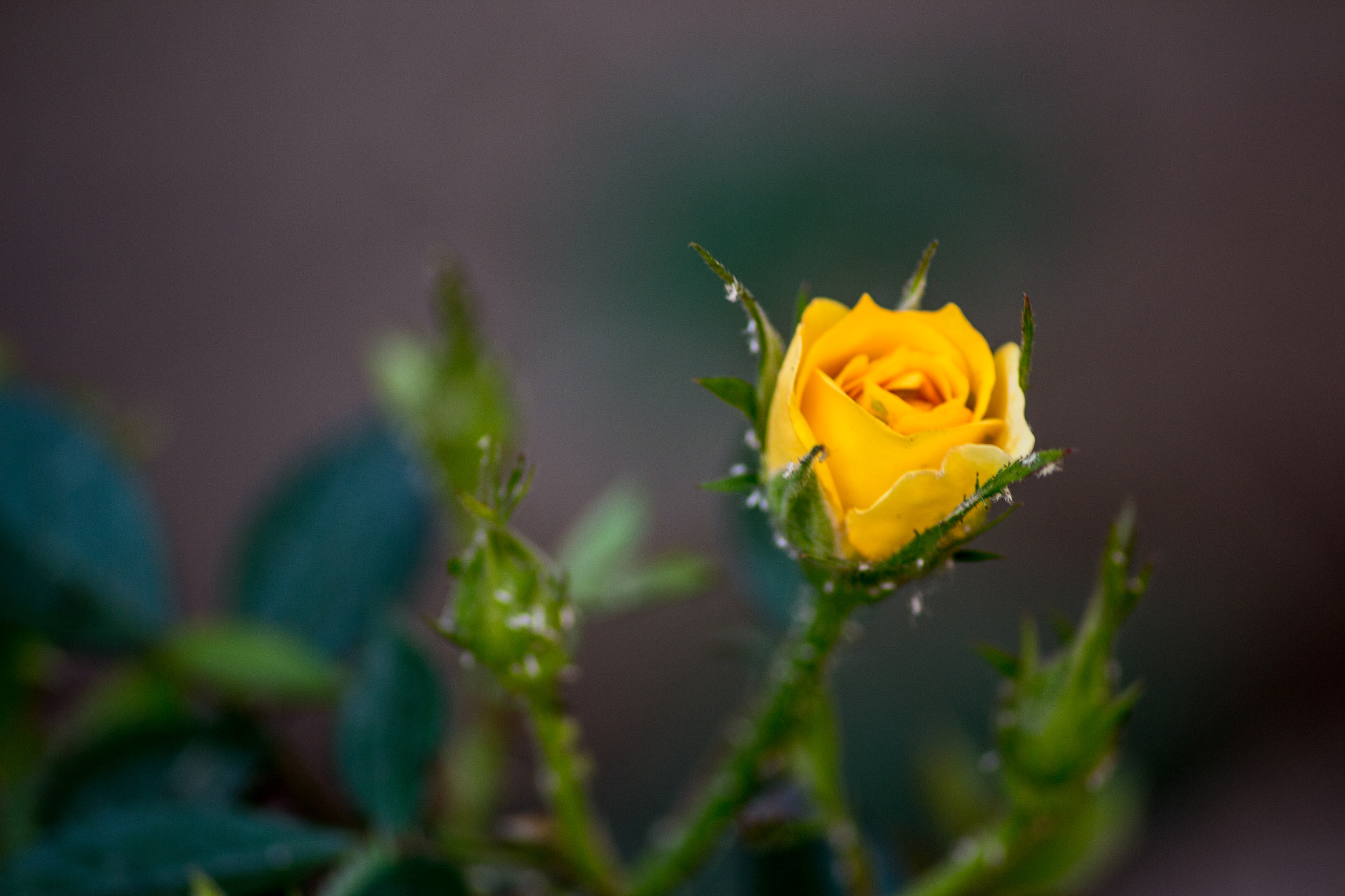 Canon EOS 650D (EOS Rebel T4i / EOS Kiss X6i) sample photo. Flores photography