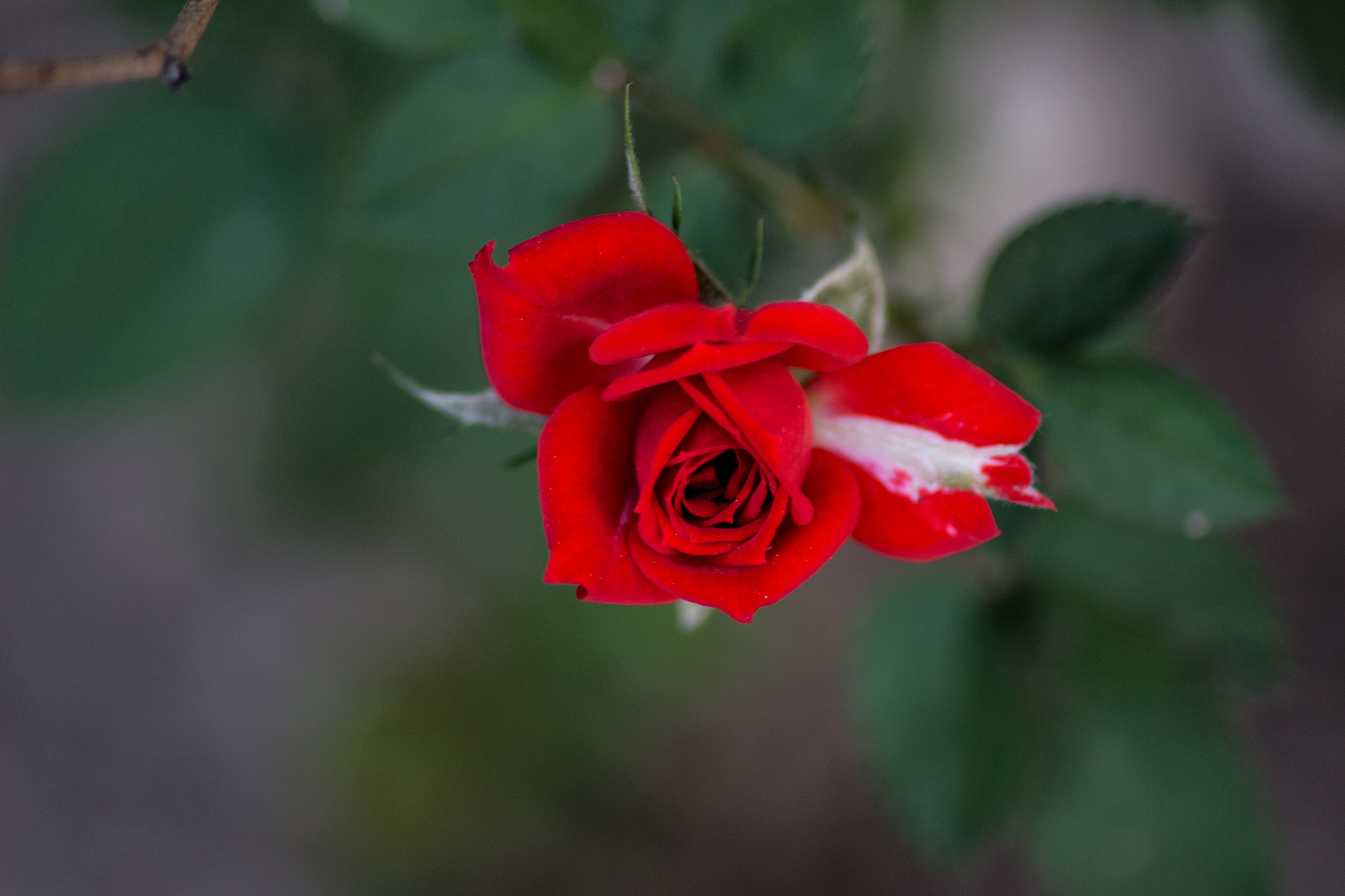 Canon EOS 650D (EOS Rebel T4i / EOS Kiss X6i) sample photo. Flores photography