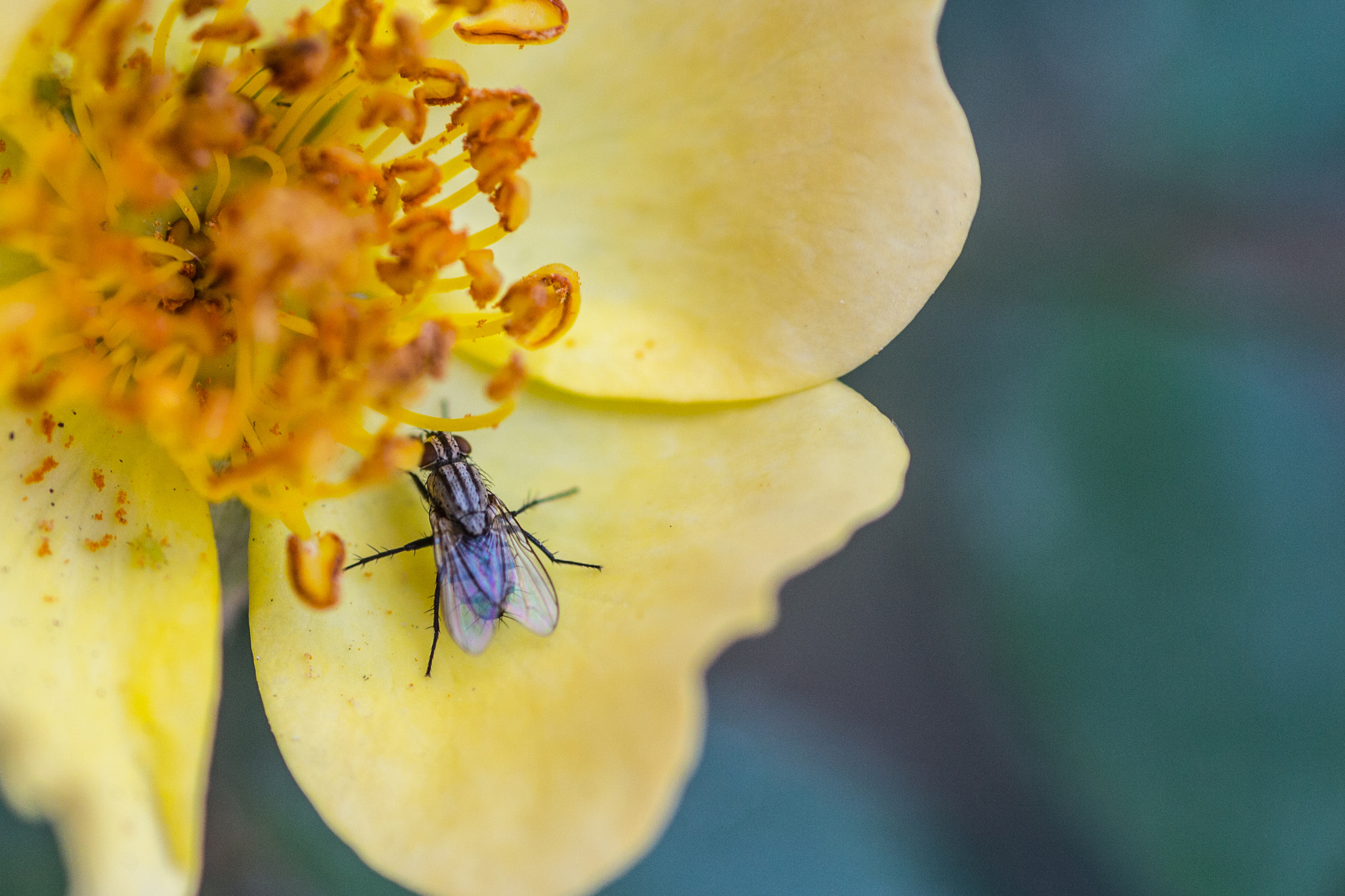 Canon EOS 650D (EOS Rebel T4i / EOS Kiss X6i) sample photo. Flores photography