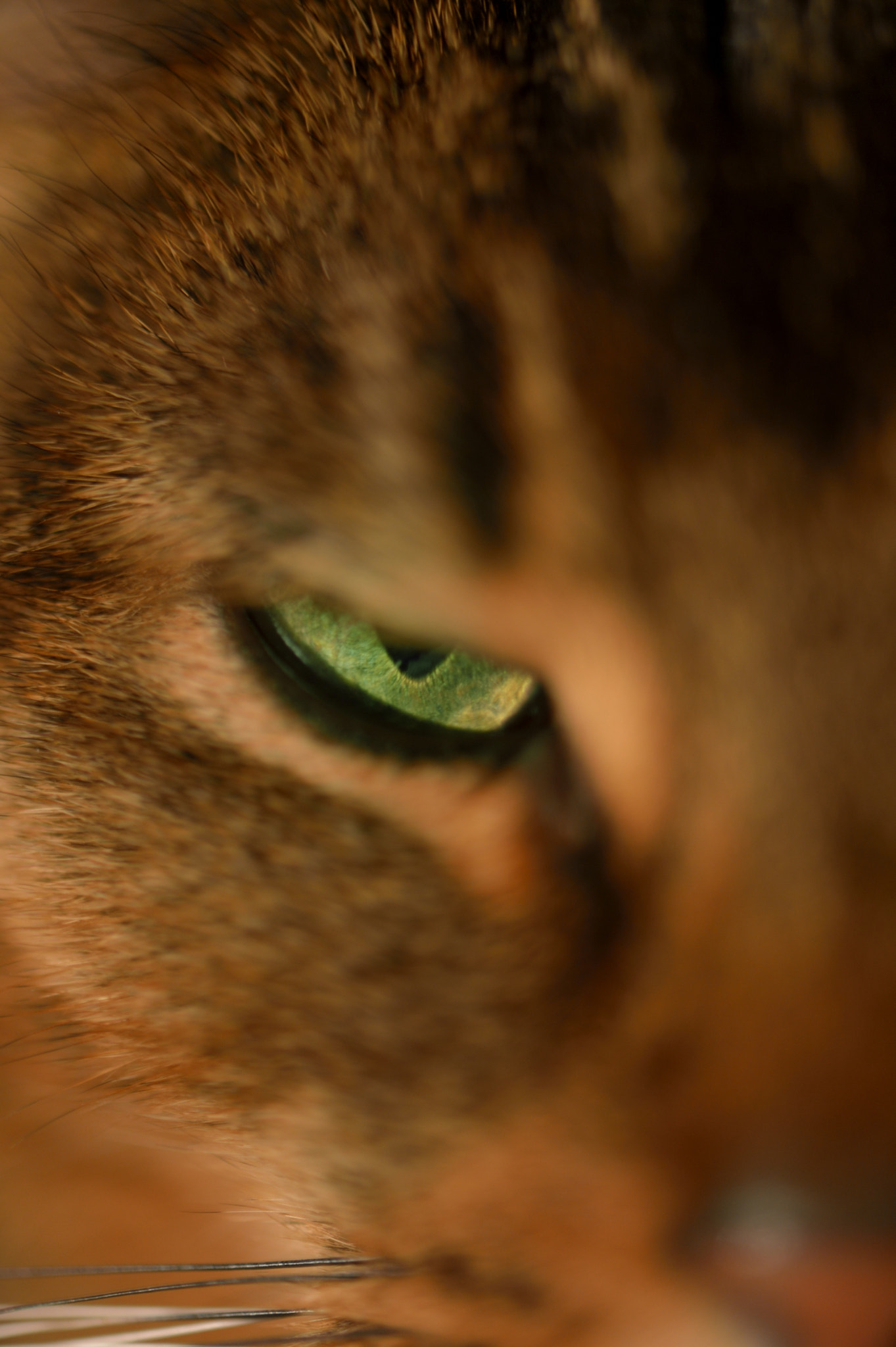Nikon Df sample photo. Isnokiller photography