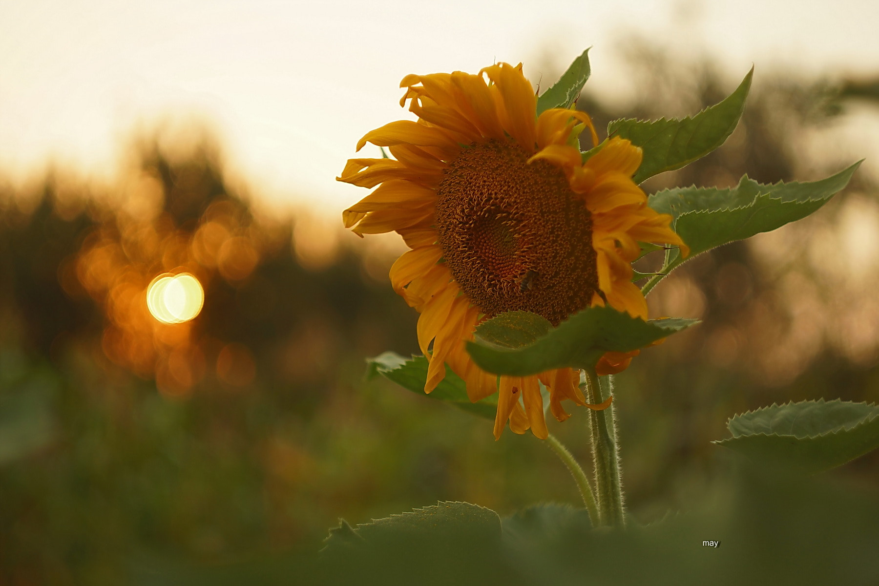 Sony SLT-A65 (SLT-A65V) + Minolta AF 50mm F1.7 sample photo. At sunset.. photography