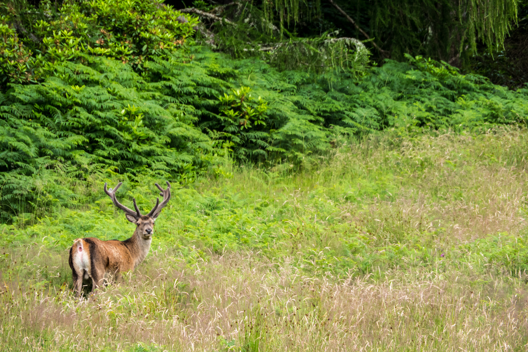 Panasonic Lumix DMC-GH4 sample photo. Glencoe, scotland photography