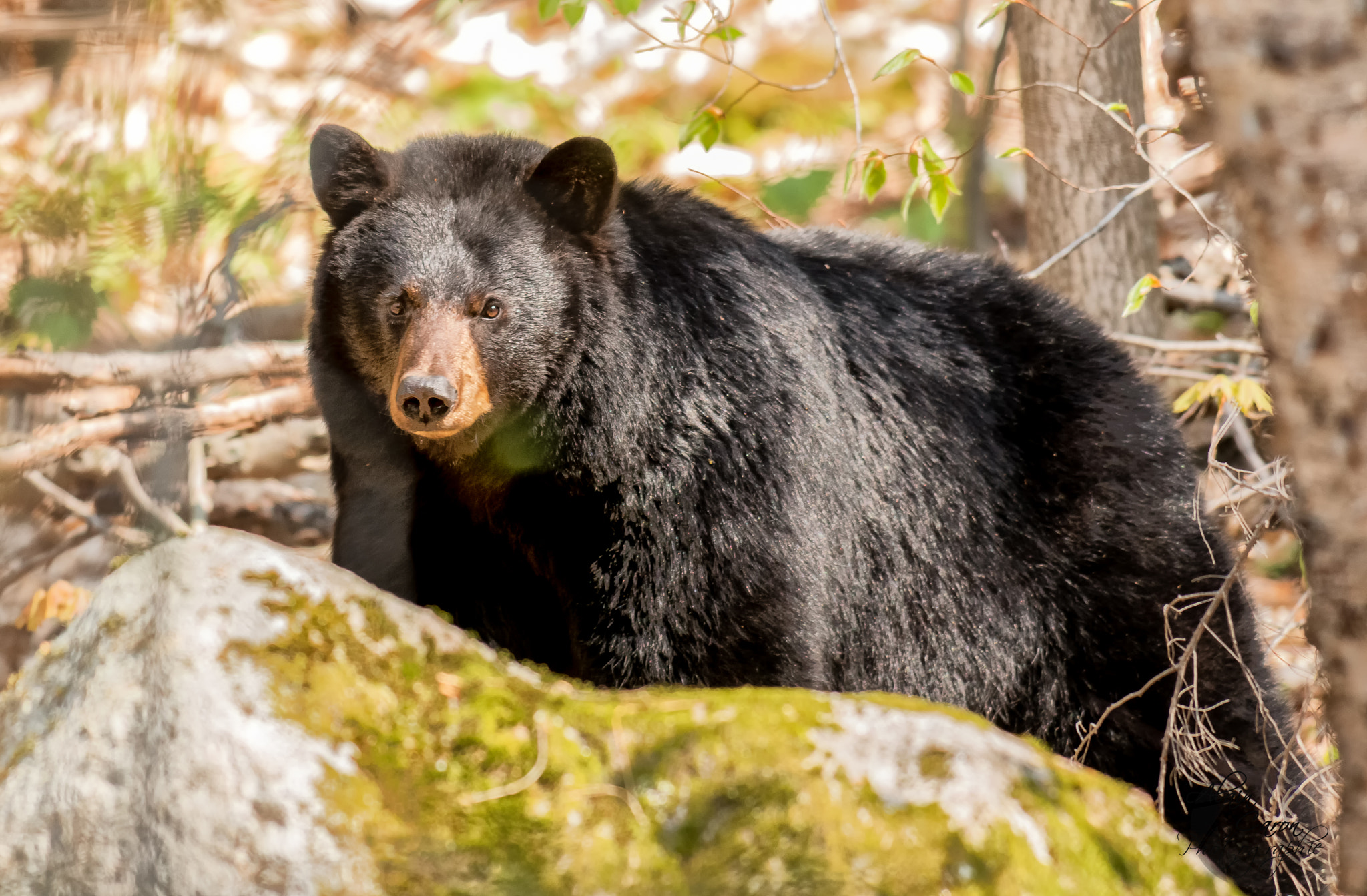 Nikon AF-S Nikkor 300mm F2.8G ED VR II sample photo. Bear photography