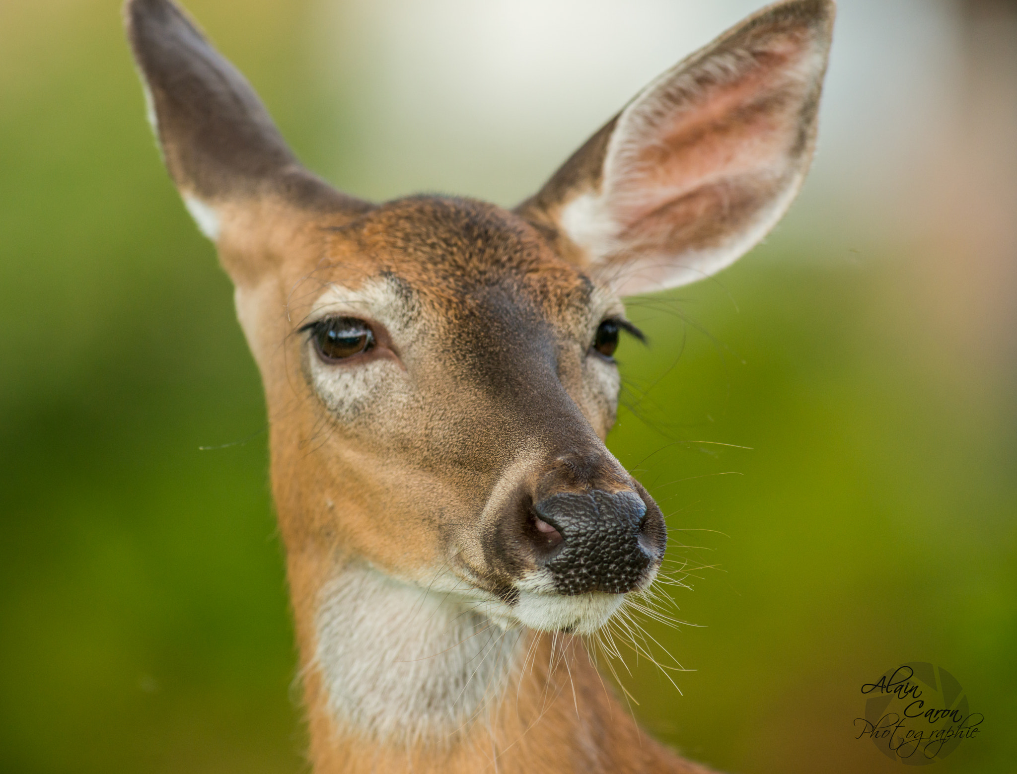 Nikon AF-S Nikkor 300mm F2.8G ED VR II sample photo. Deer photography