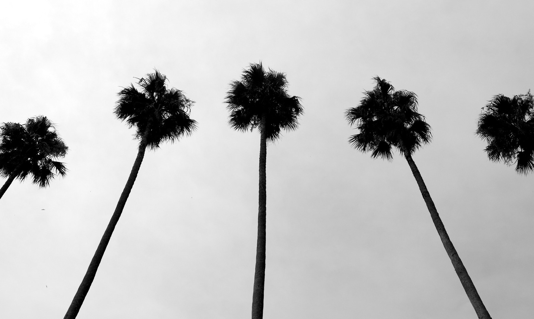 Sigma 30mm F1.4 EX DC HSM sample photo. Five tall trees photography